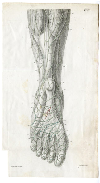 4 Antique Prints-ANATOMY ARMS-LEGS-J.F. Schröter-c.1835