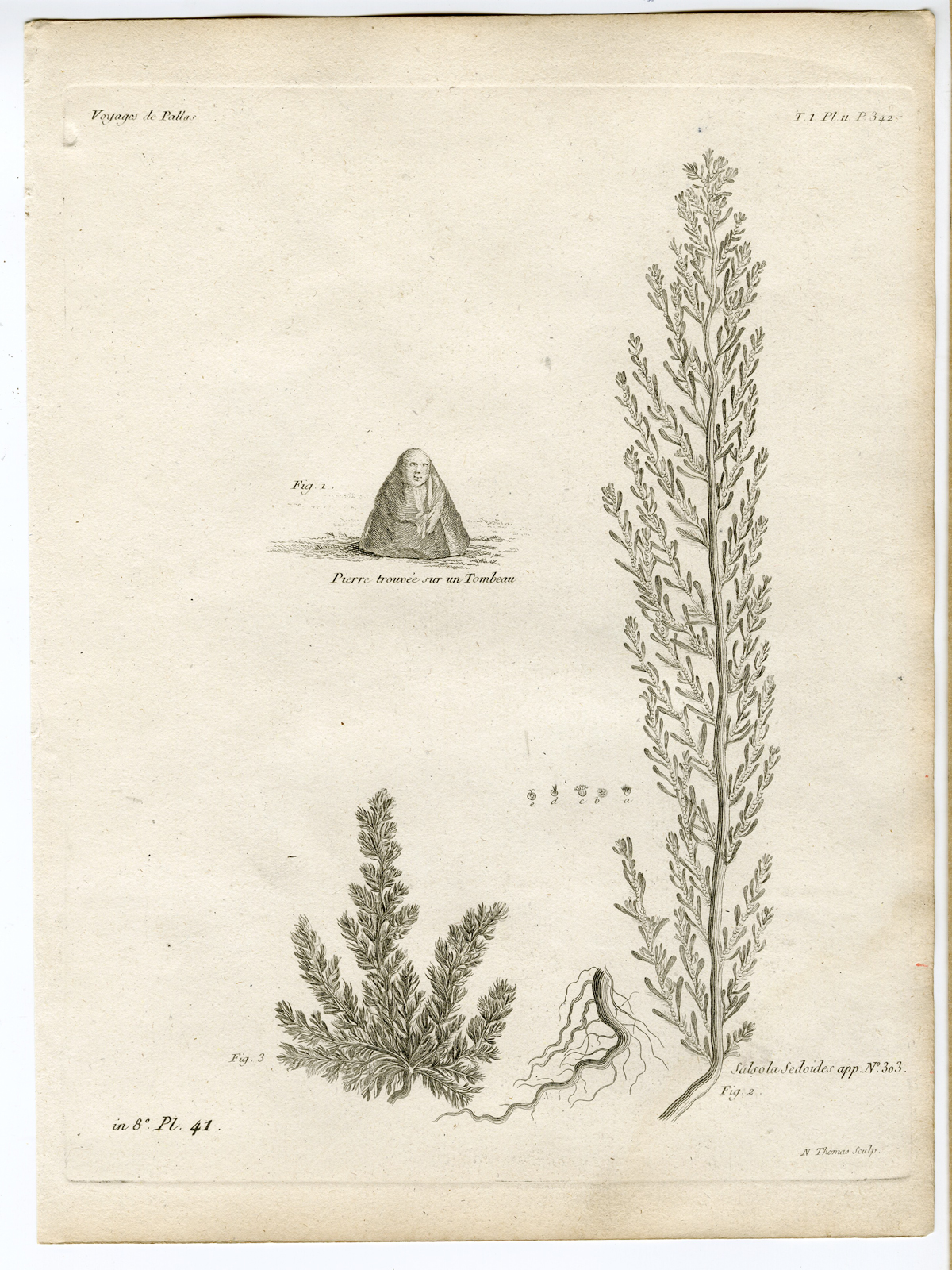 , Antique botanical prints from ‘Voyages … Professeur Pallas-RUSSIA-1794, Pictura Antique Prints