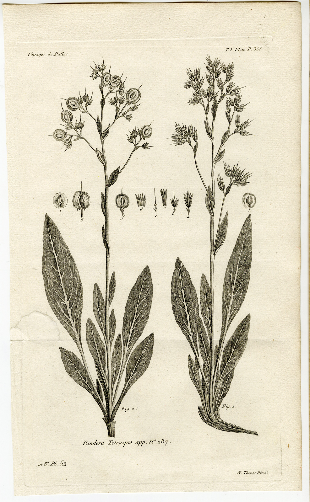 , Antique botanical prints from ‘Voyages … Professeur Pallas-RUSSIA-1794, Pictura Antique Prints