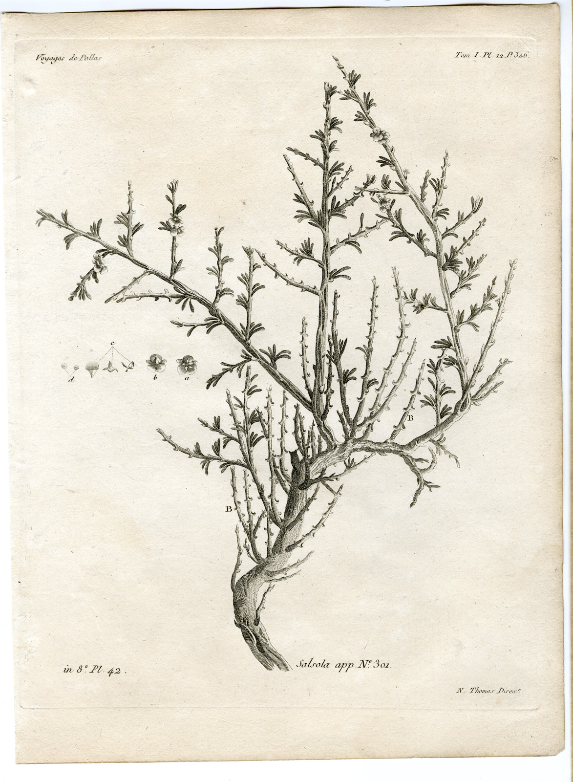 , Antique botanical prints from ‘Voyages … Professeur Pallas-RUSSIA-1794, Pictura Antique Prints