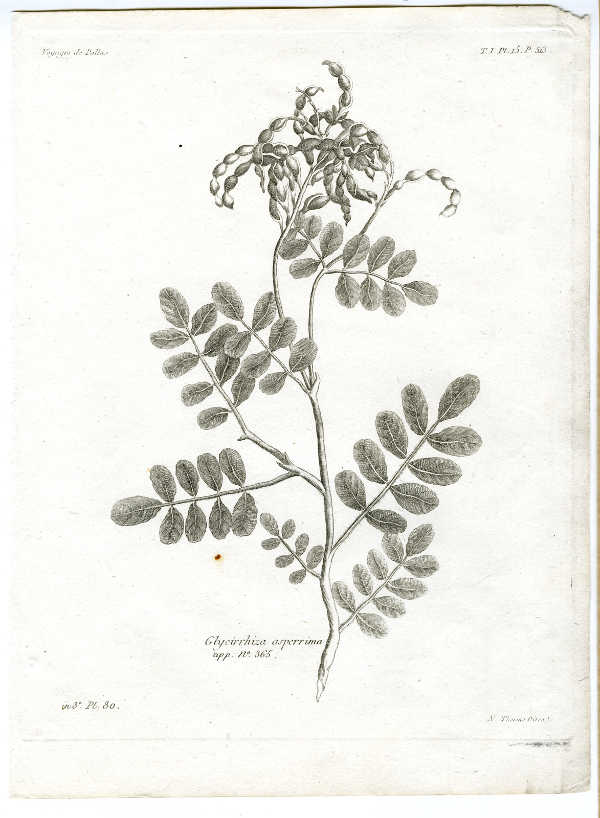 , Antique botanical prints from ‘Voyages … Professeur Pallas-RUSSIA-1794, Pictura Antique Prints