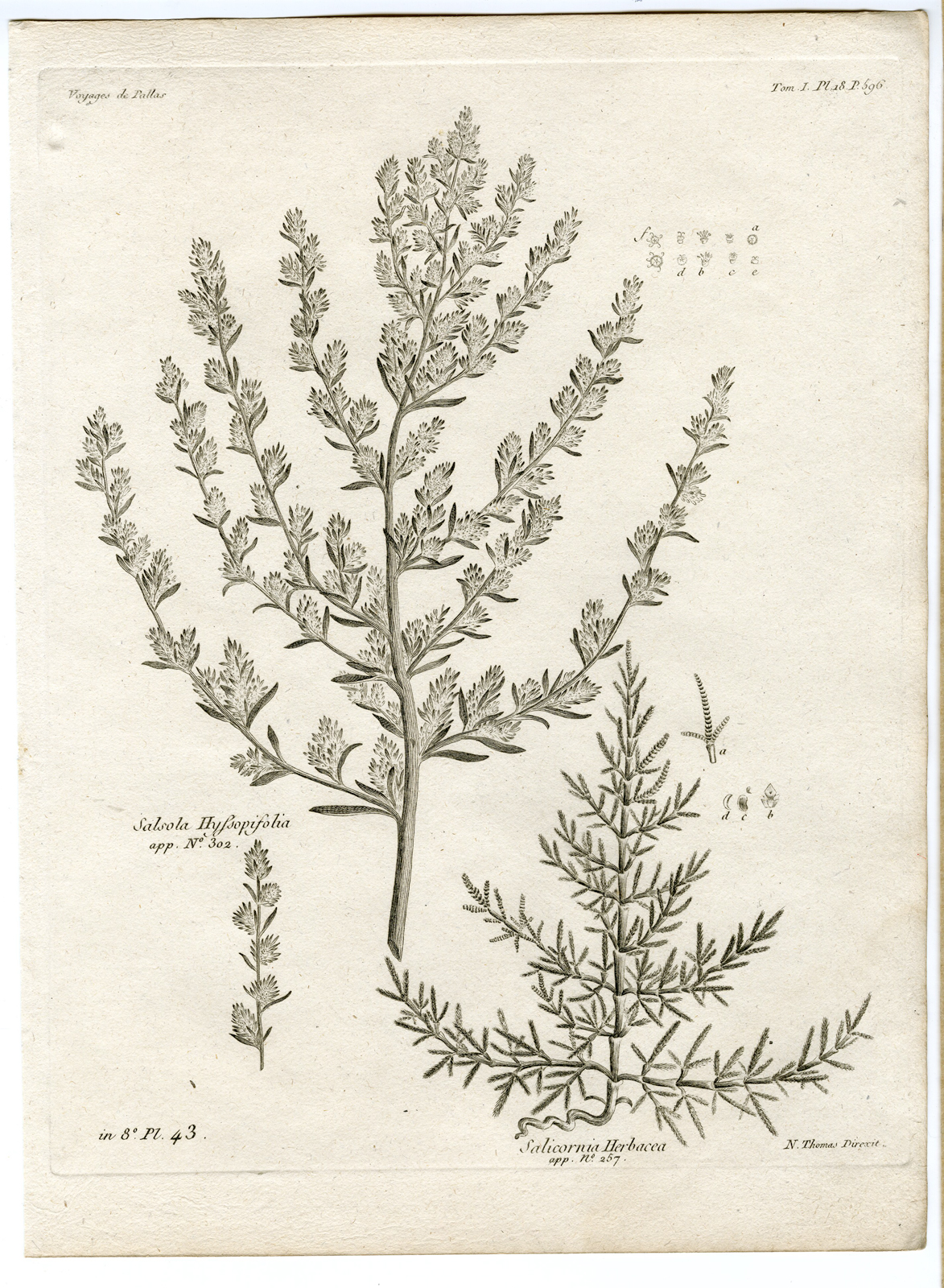 , Antique botanical prints from ‘Voyages … Professeur Pallas-RUSSIA-1794, Pictura Antique Prints