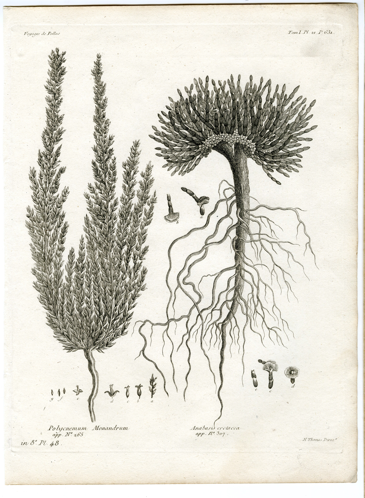 , Antique botanical prints from ‘Voyages … Professeur Pallas-RUSSIA-1794, Pictura Antique Prints