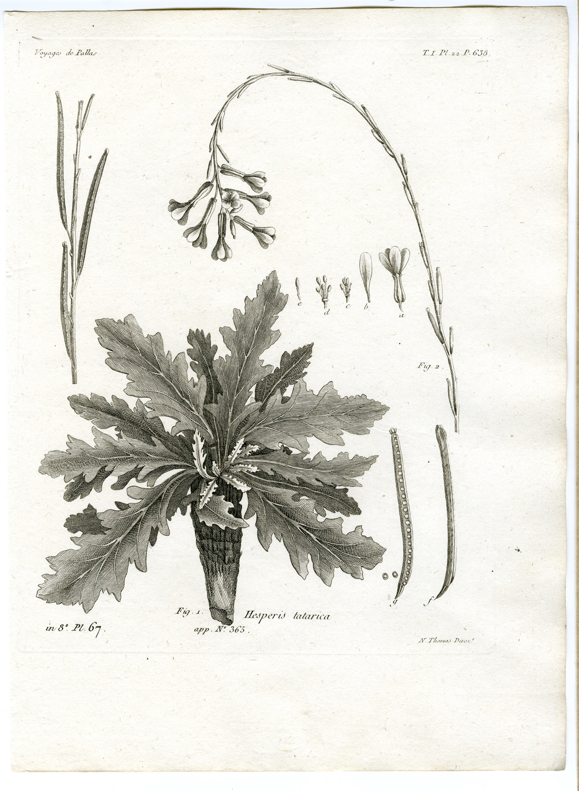 , Antique botanical prints from ‘Voyages … Professeur Pallas-RUSSIA-1794, Pictura Antique Prints