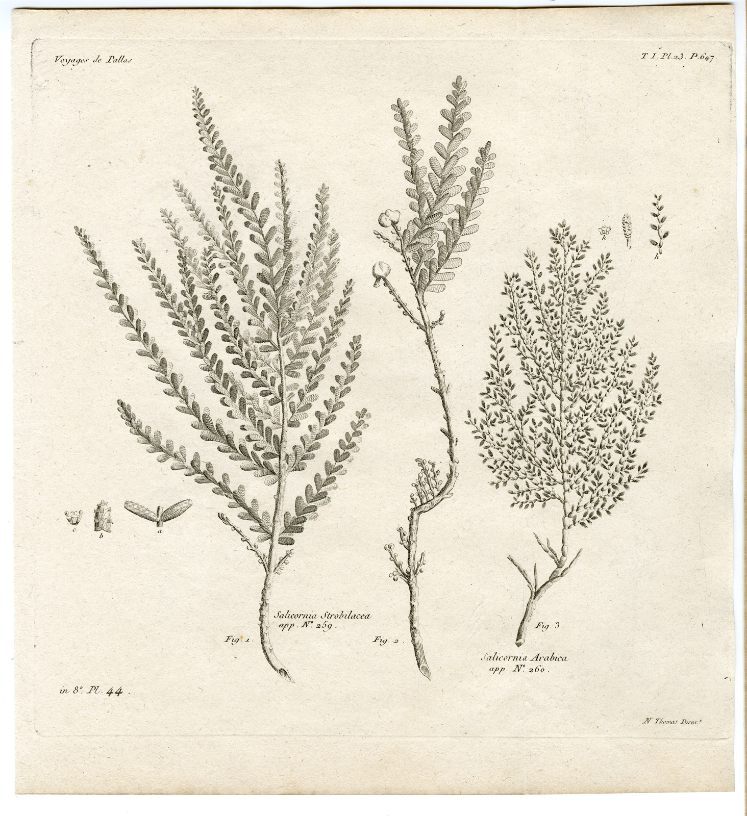 , Antique botanical prints from ‘Voyages … Professeur Pallas-RUSSIA-1794, Pictura Antique Prints