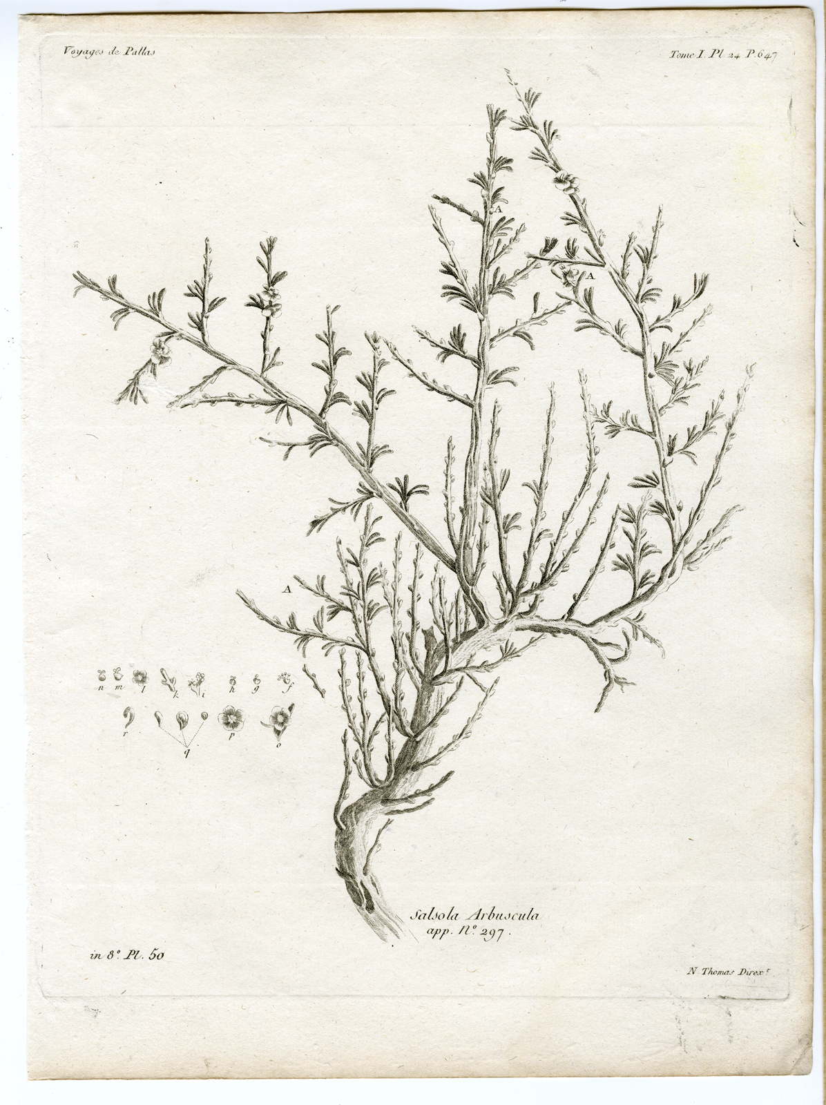 , Antique botanical prints from ‘Voyages … Professeur Pallas-RUSSIA-1794, Pictura Antique Prints