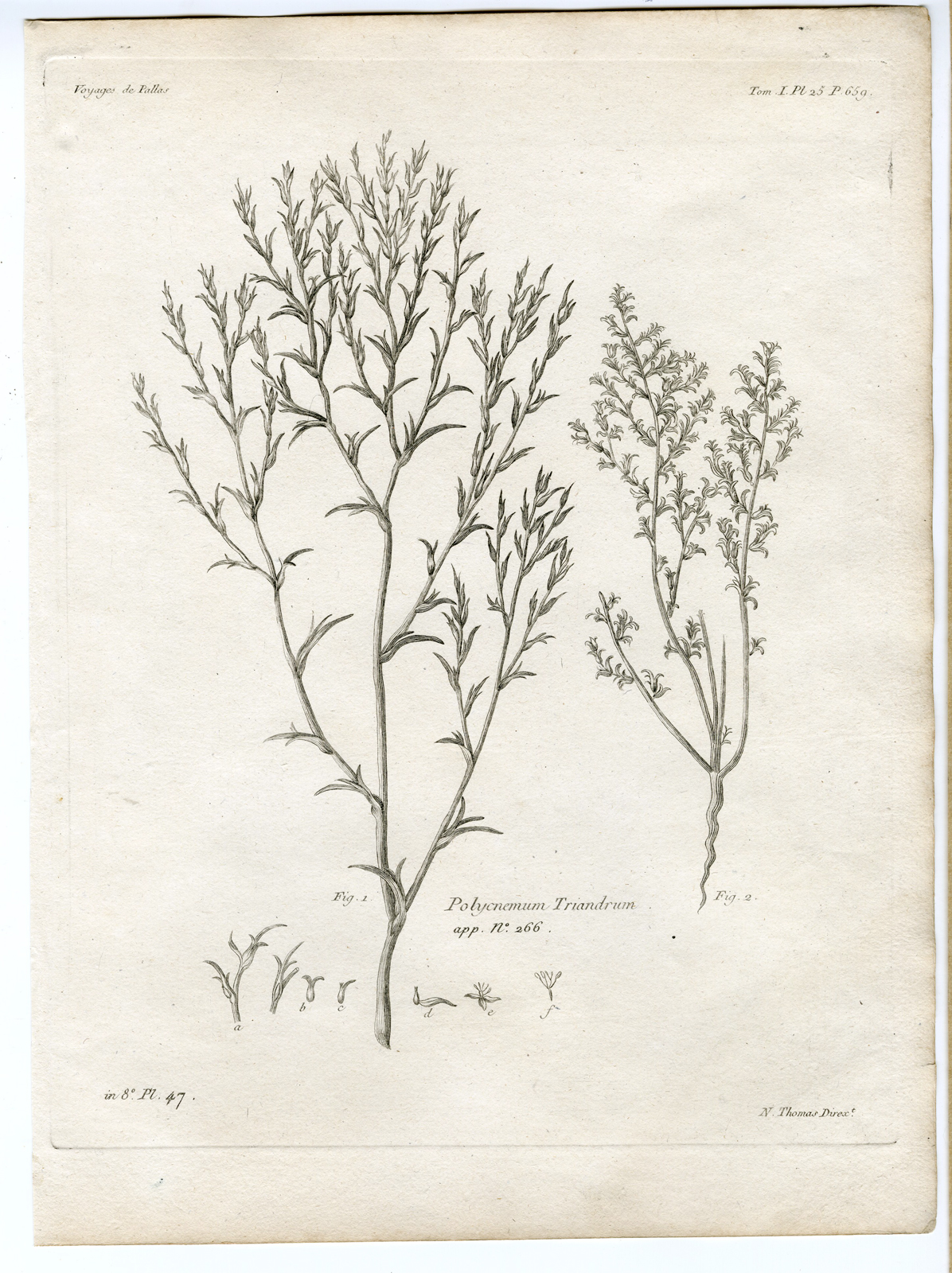 , Antique botanical prints from ‘Voyages … Professeur Pallas-RUSSIA-1794, Pictura Antique Prints