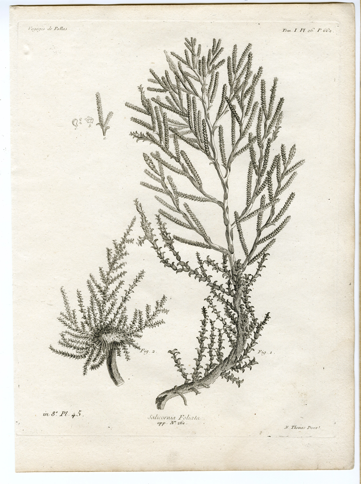 , Antique botanical prints from ‘Voyages … Professeur Pallas-RUSSIA-1794, Pictura Antique Prints