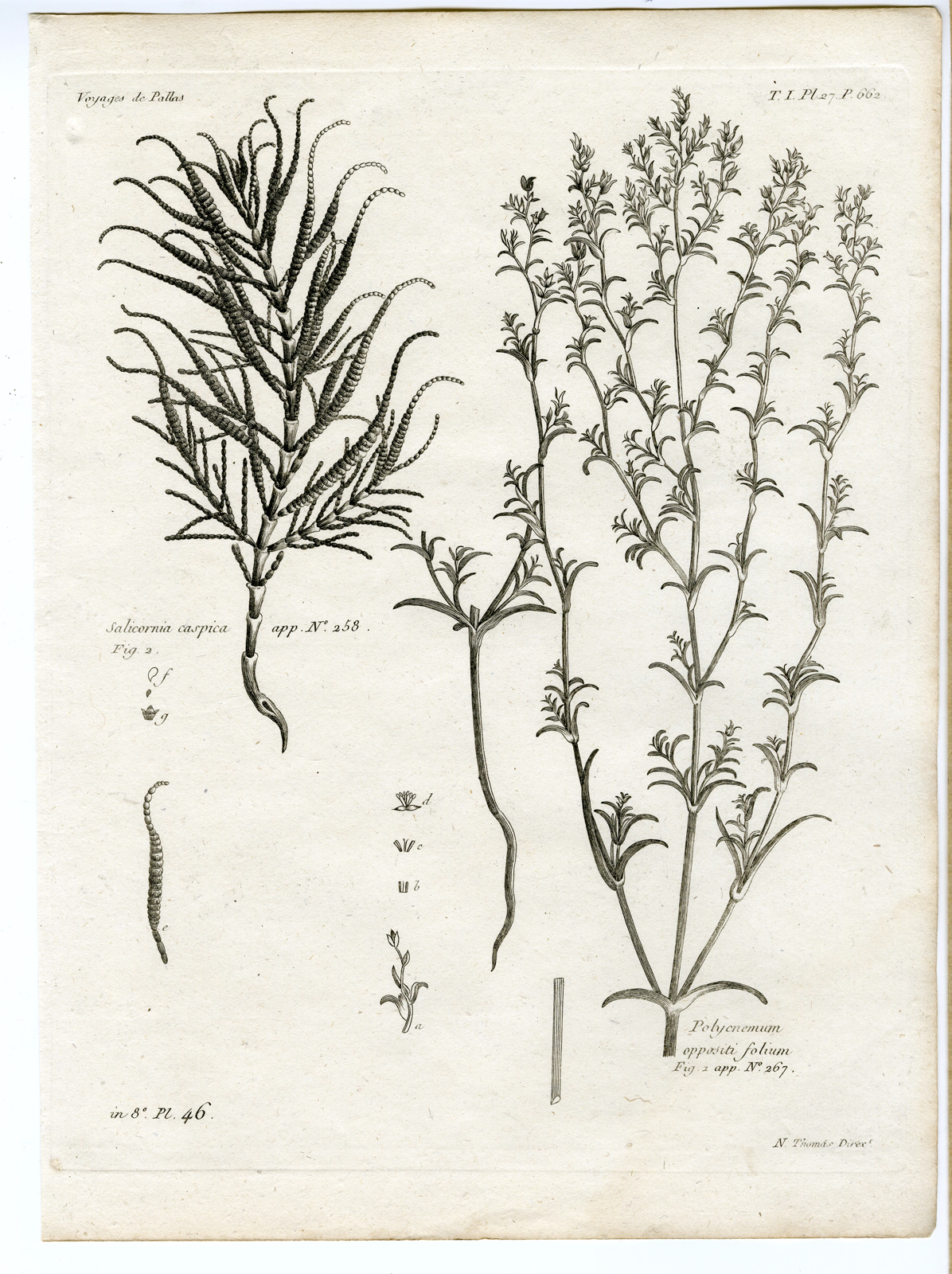 , Antique botanical prints from ‘Voyages … Professeur Pallas-RUSSIA-1794, Pictura Antique Prints