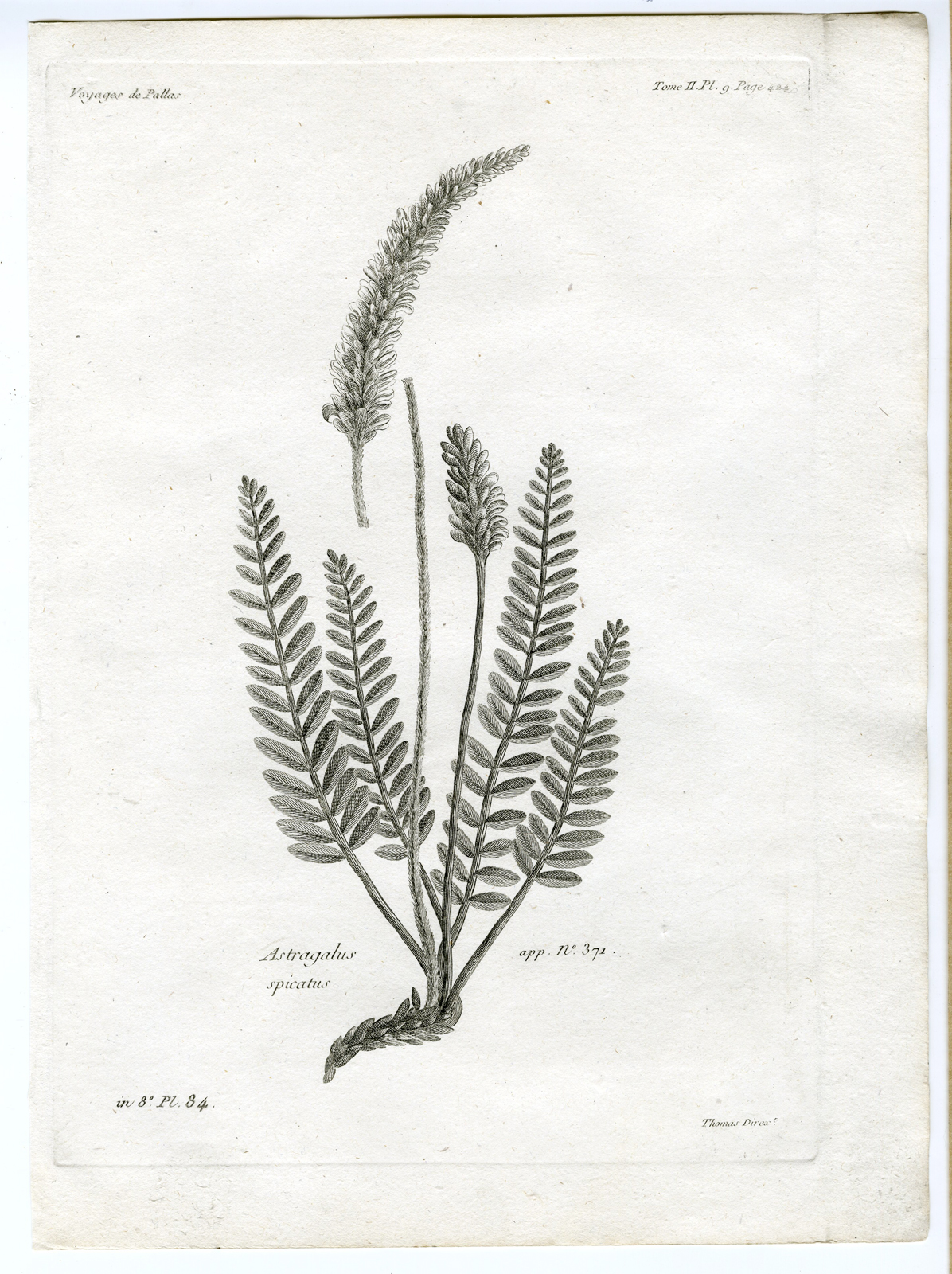 , Antique botanical prints from ‘Voyages … Professeur Pallas-RUSSIA-1794, Pictura Antique Prints