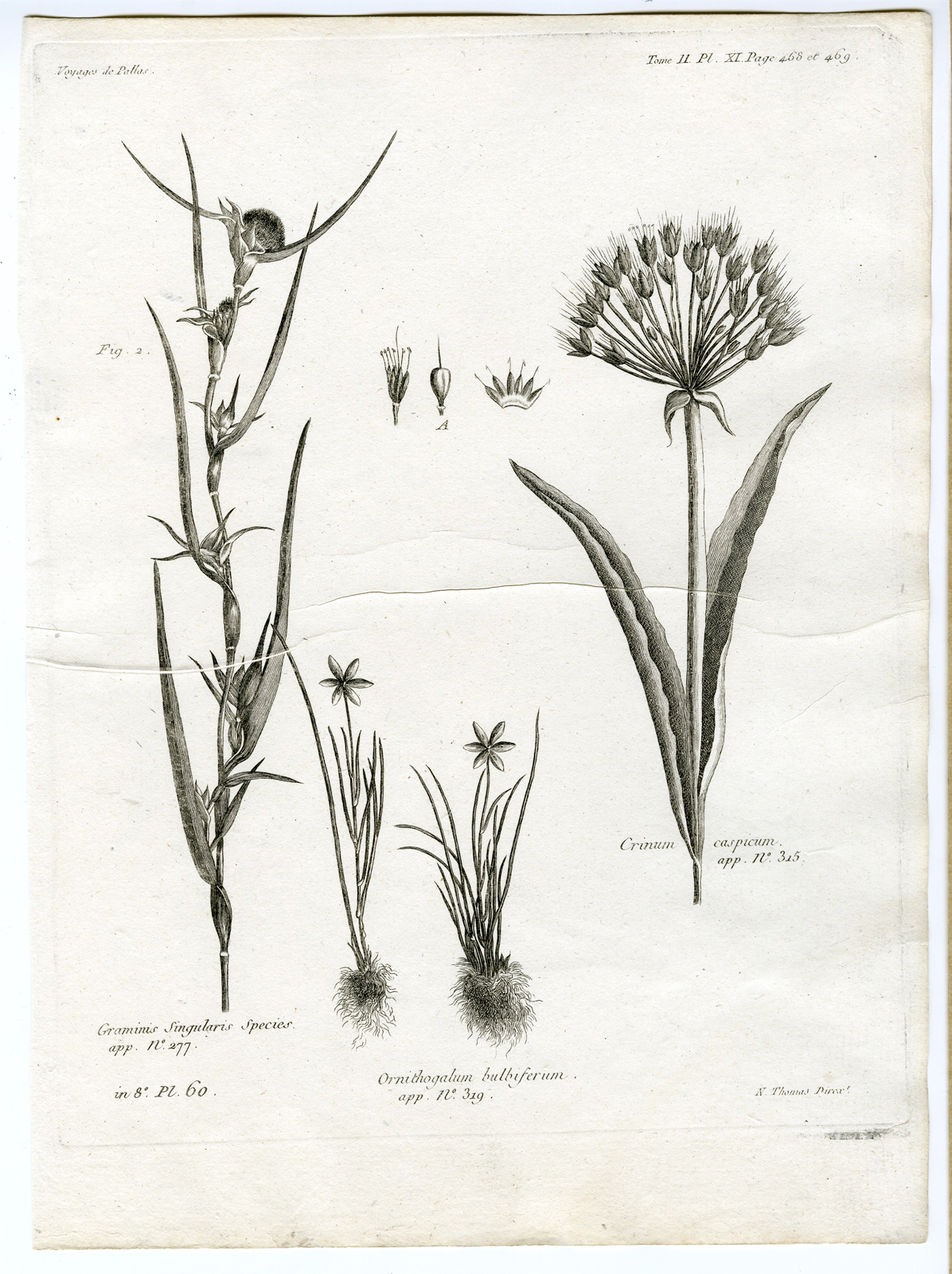 , Antique botanical prints from ‘Voyages … Professeur Pallas-RUSSIA-1794, Pictura Antique Prints