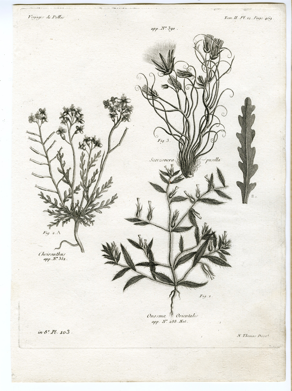 , Antique botanical prints from ‘Voyages … Professeur Pallas-RUSSIA-1794, Pictura Antique Prints