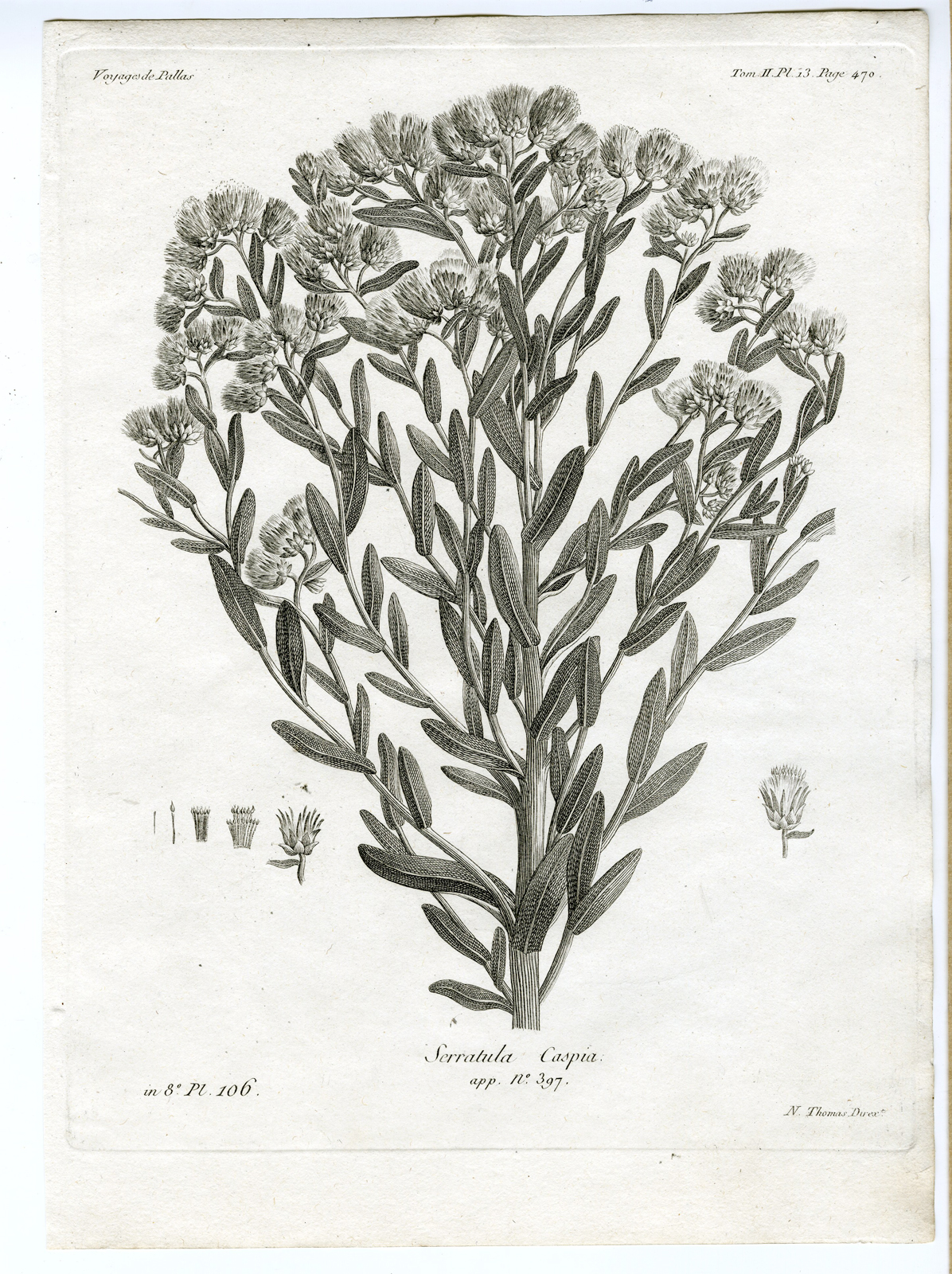, Antique botanical prints from ‘Voyages … Professeur Pallas-RUSSIA-1794, Pictura Antique Prints