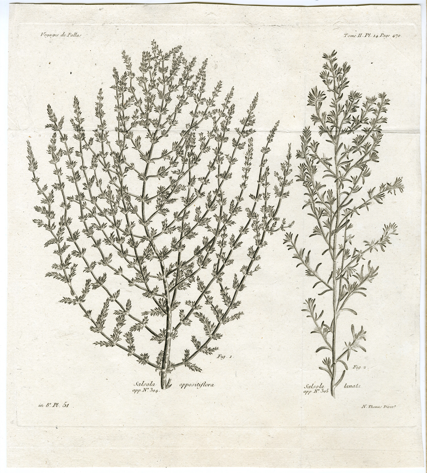 , Antique botanical prints from ‘Voyages … Professeur Pallas-RUSSIA-1794, Pictura Antique Prints
