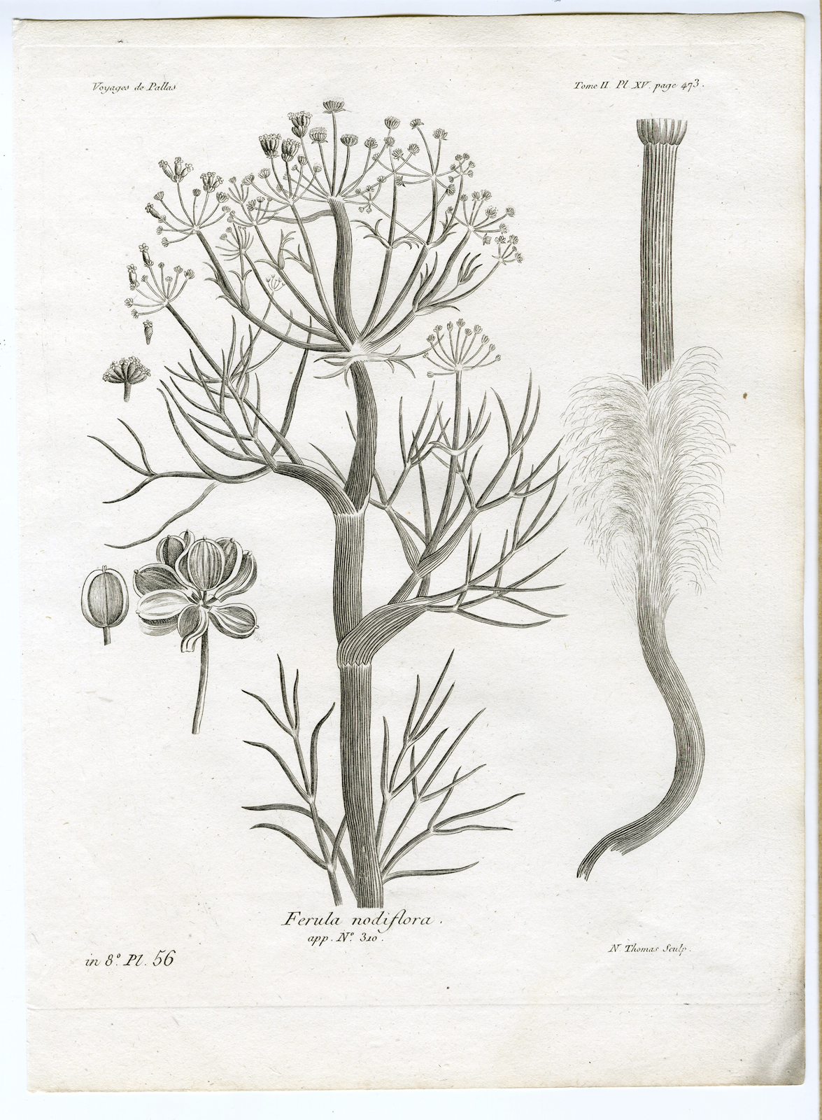, Antique botanical prints from ‘Voyages … Professeur Pallas-RUSSIA-1794, Pictura Antique Prints