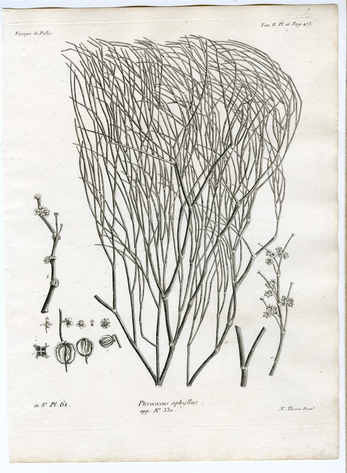 , Antique botanical prints from ‘Voyages … Professeur Pallas-RUSSIA-1794, Pictura Antique Prints
