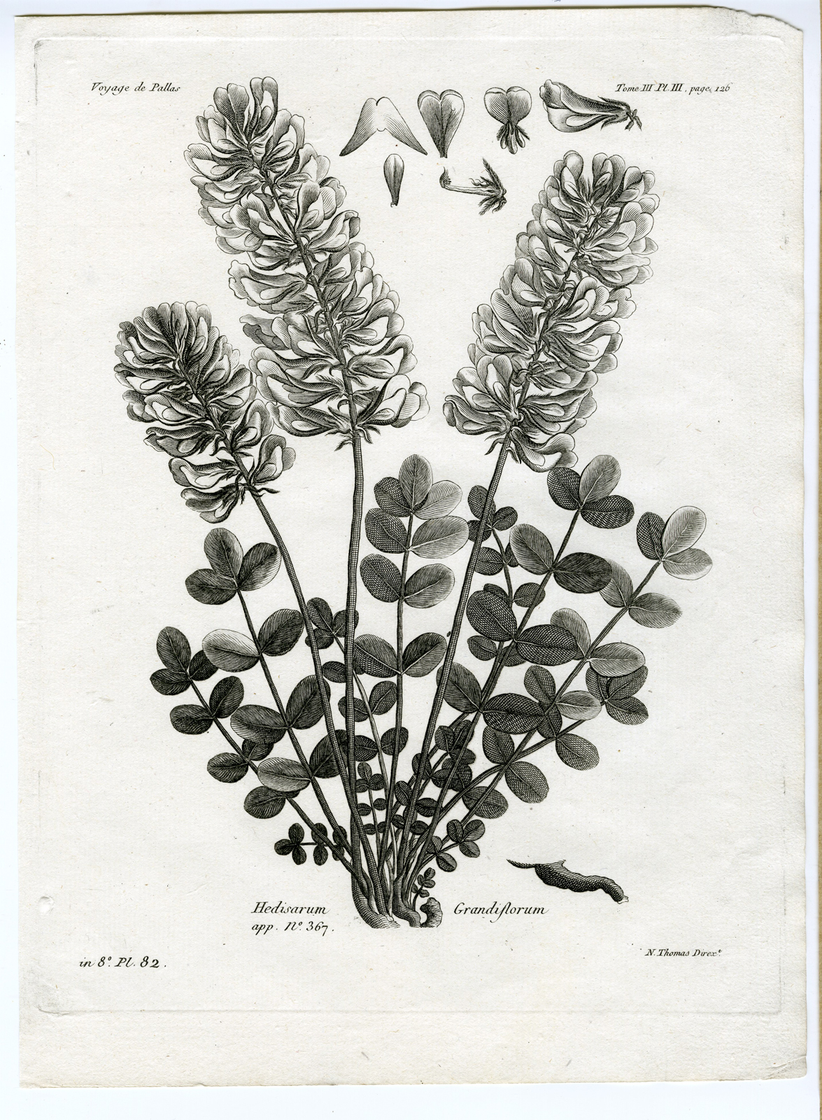 , Antique botanical prints from ‘Voyages … Professeur Pallas-RUSSIA-1794, Pictura Antique Prints