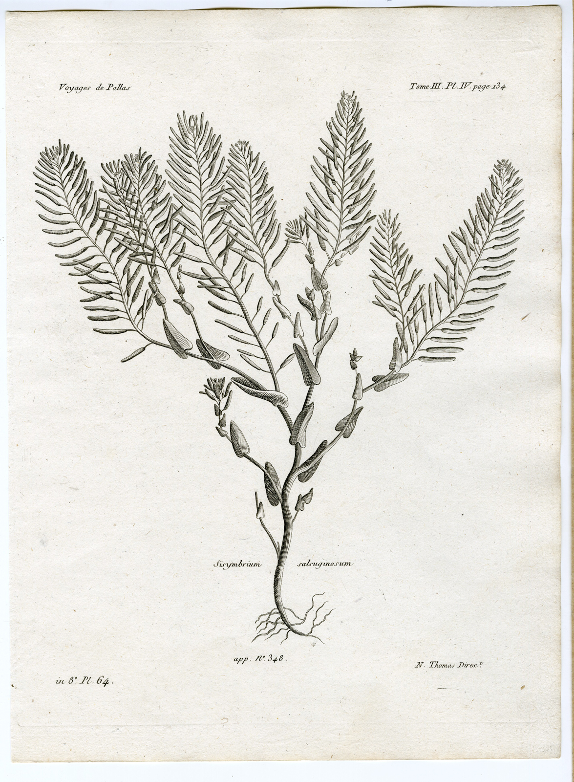 , Antique botanical prints from ‘Voyages … Professeur Pallas-RUSSIA-1794, Pictura Antique Prints