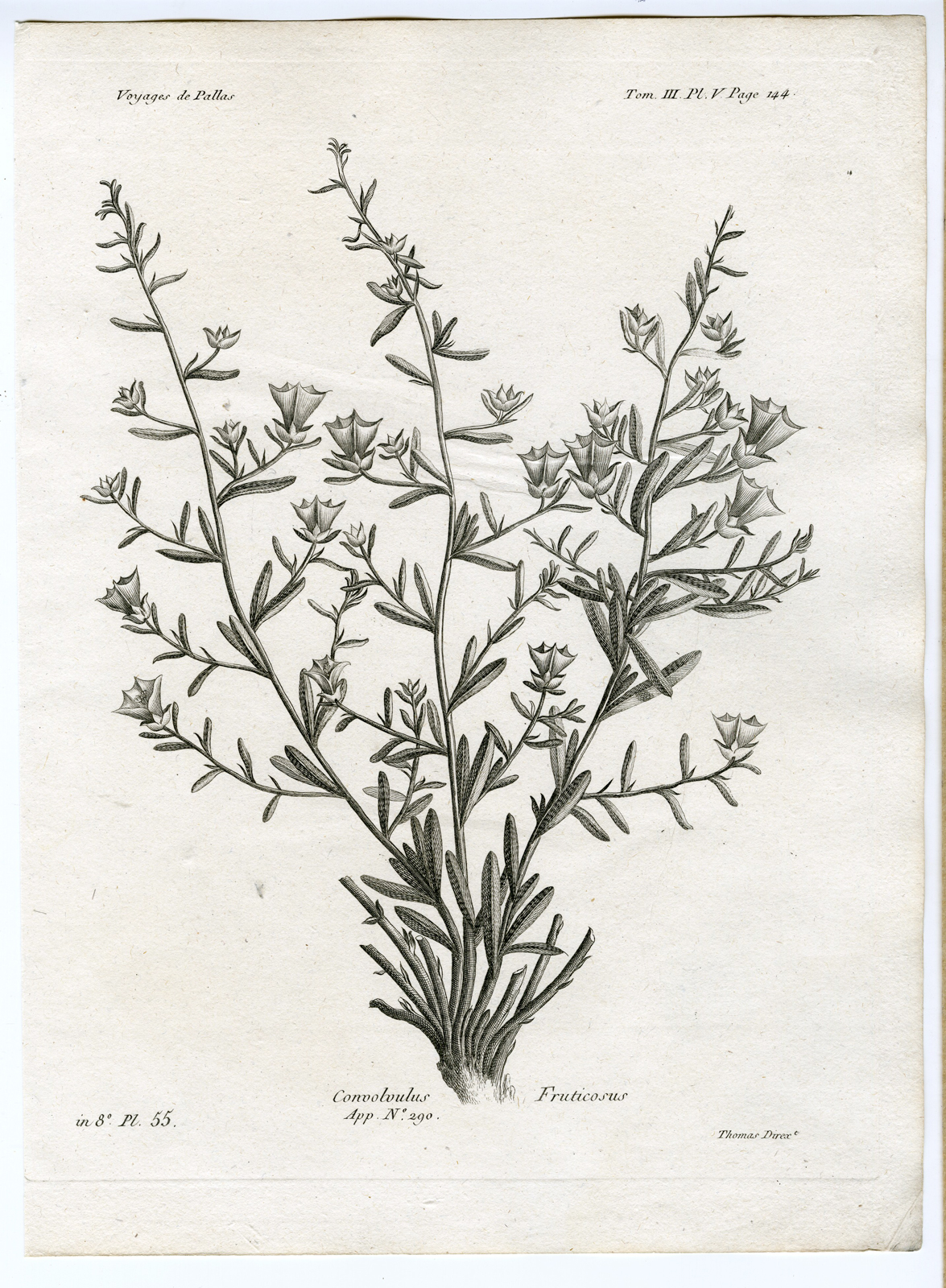 , Antique botanical prints from ‘Voyages … Professeur Pallas-RUSSIA-1794, Pictura Antique Prints