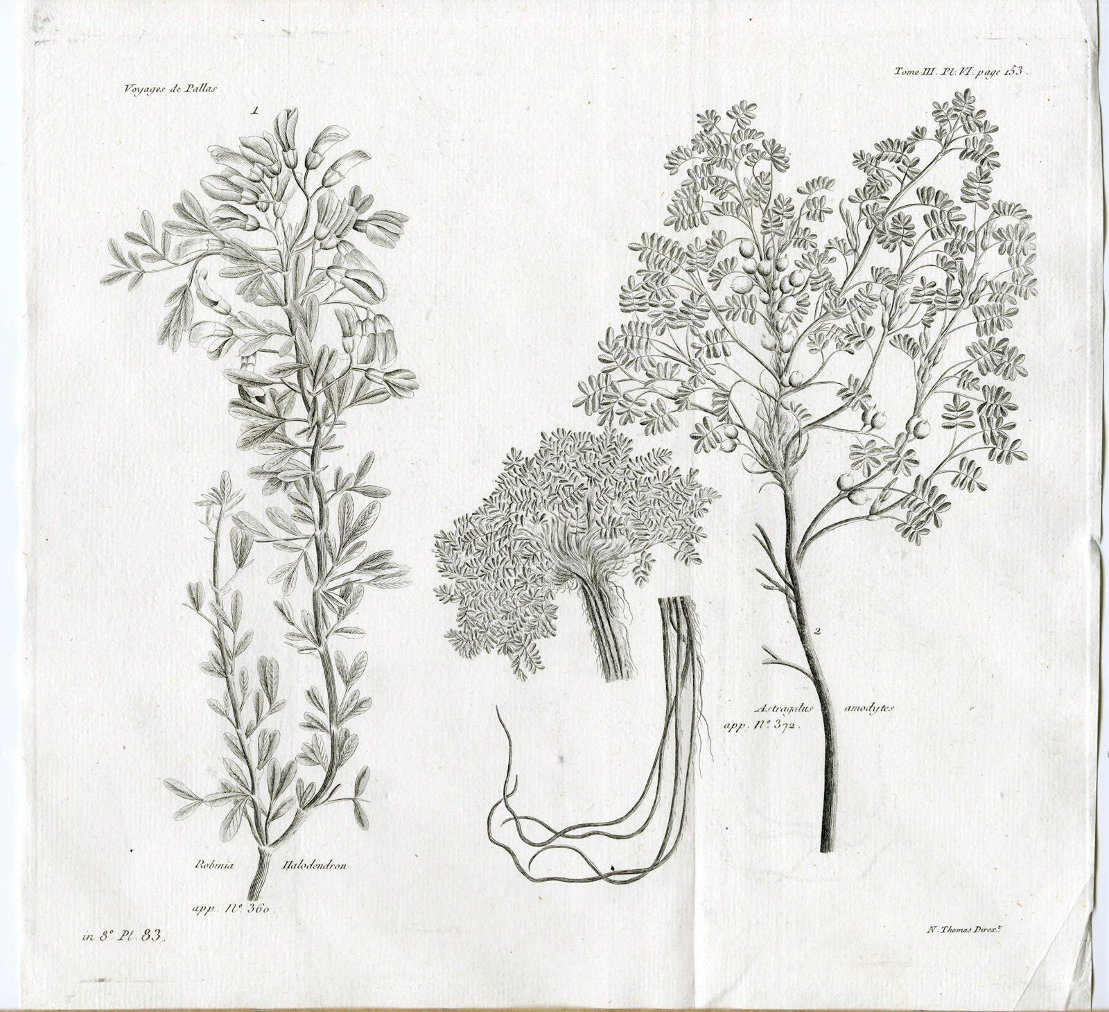 , Antique botanical prints from ‘Voyages … Professeur Pallas-RUSSIA-1794, Pictura Antique Prints