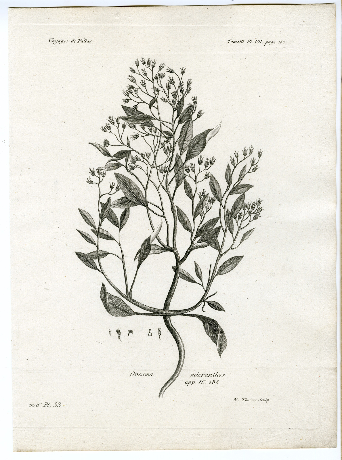 , Antique botanical prints from ‘Voyages … Professeur Pallas-RUSSIA-1794, Pictura Antique Prints