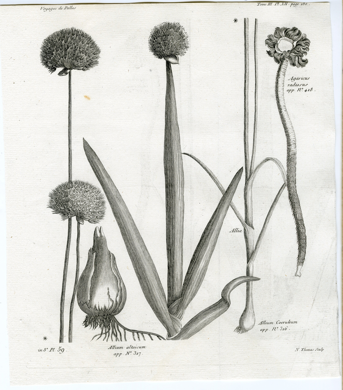 , Antique botanical prints from ‘Voyages … Professeur Pallas-RUSSIA-1794, Pictura Antique Prints
