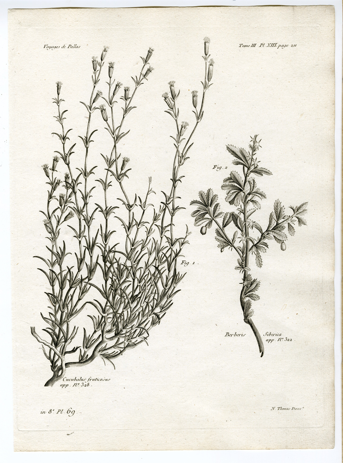 , Antique botanical prints from ‘Voyages … Professeur Pallas-RUSSIA-1794, Pictura Antique Prints