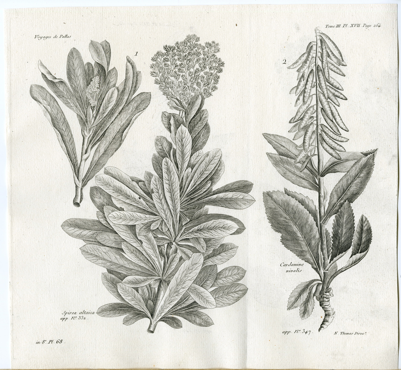 , Antique botanical prints from ‘Voyages … Professeur Pallas-RUSSIA-1794, Pictura Antique Prints