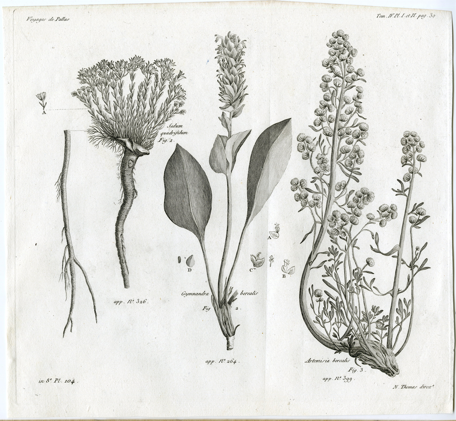 , Antique botanical prints from ‘Voyages … Professeur Pallas-RUSSIA-1794, Pictura Antique Prints