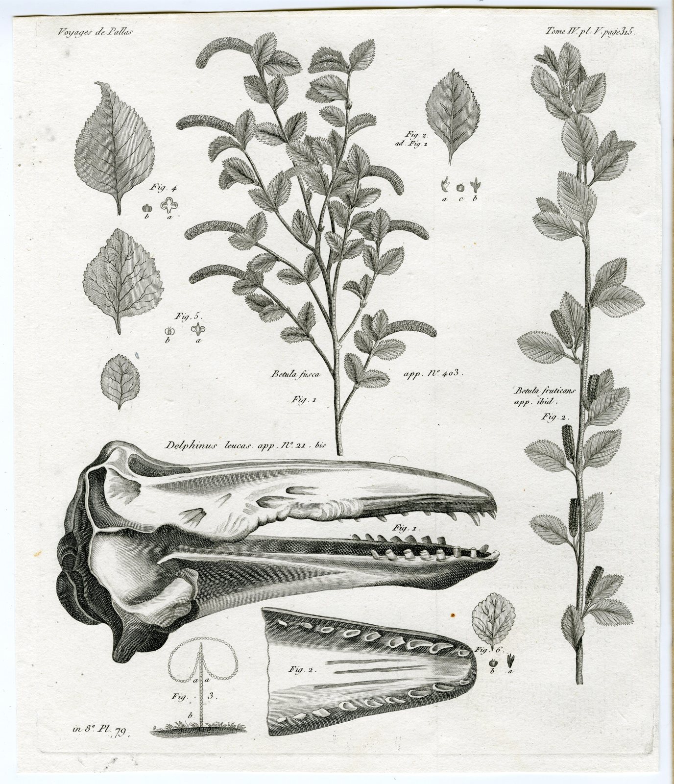, Antique botanical prints from ‘Voyages … Professeur Pallas-RUSSIA-1794, Pictura Antique Prints