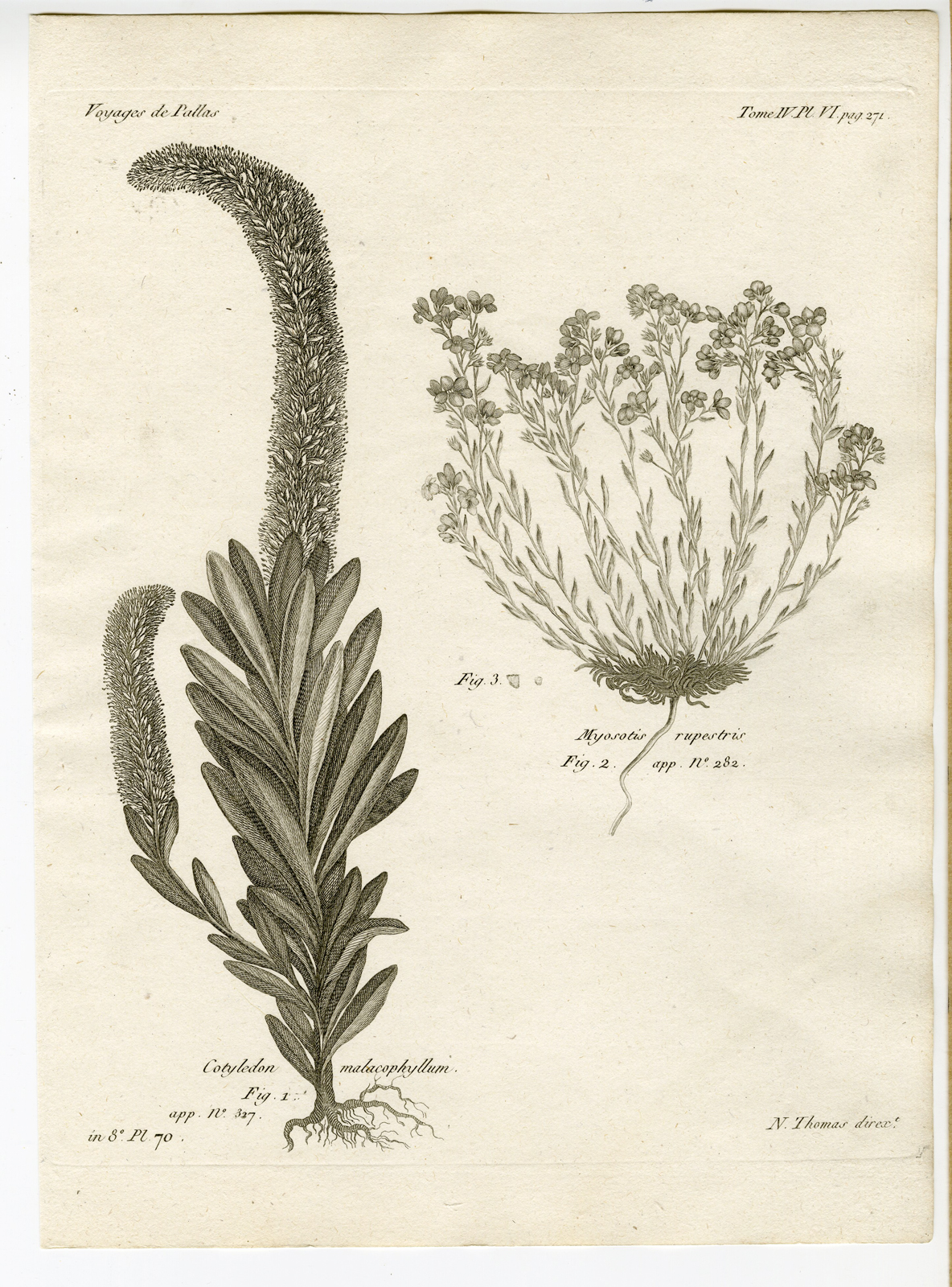 , Antique botanical prints from ‘Voyages … Professeur Pallas-RUSSIA-1794, Pictura Antique Prints