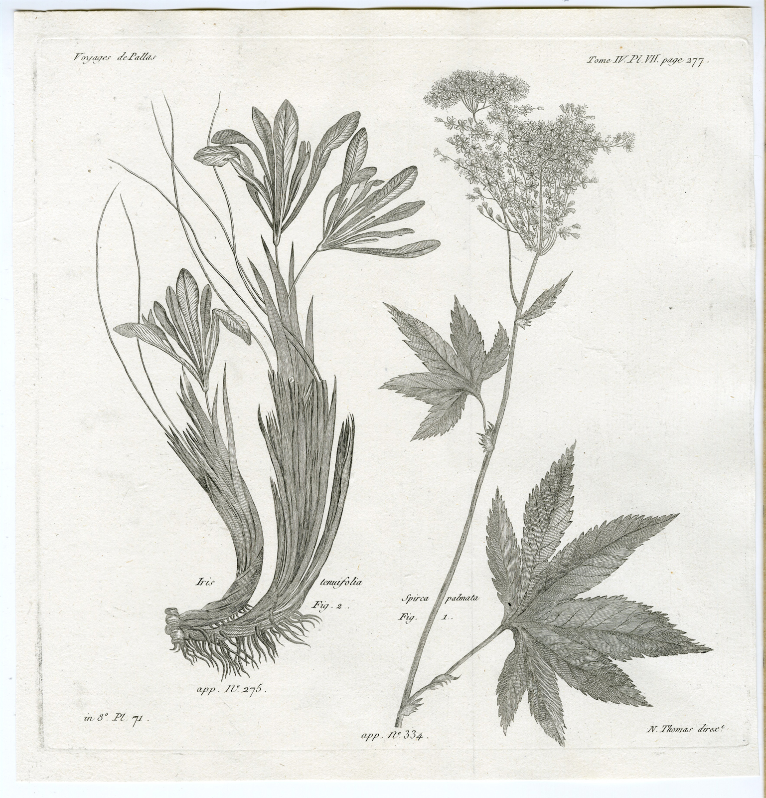 , Antique botanical prints from ‘Voyages … Professeur Pallas-RUSSIA-1794, Pictura Antique Prints