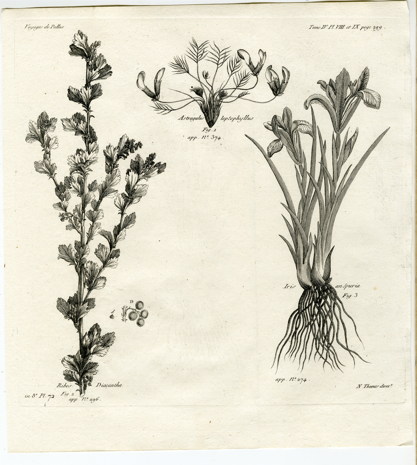 , Antique botanical prints from ‘Voyages … Professeur Pallas-RUSSIA-1794, Pictura Antique Prints