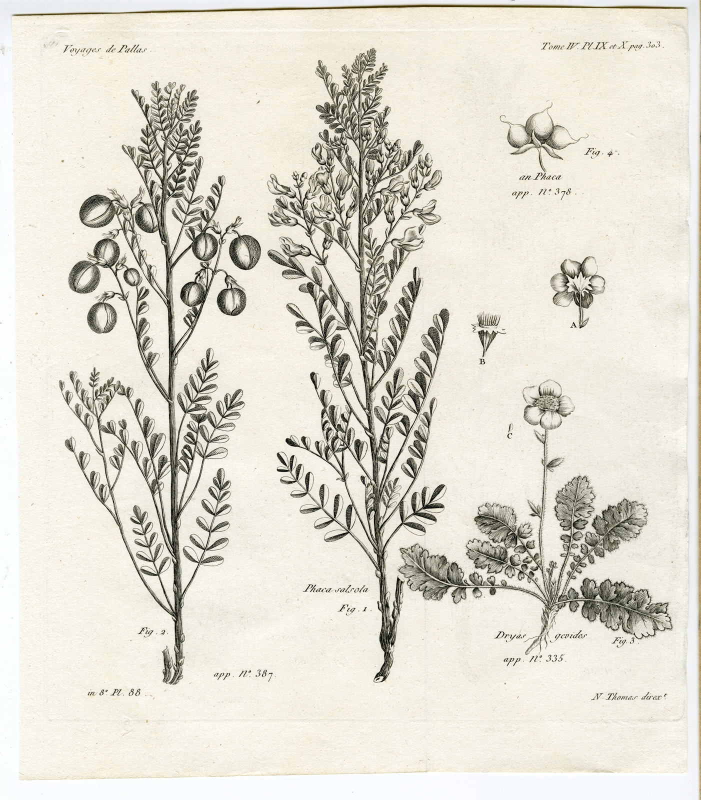 , Antique botanical prints from ‘Voyages … Professeur Pallas-RUSSIA-1794, Pictura Antique Prints