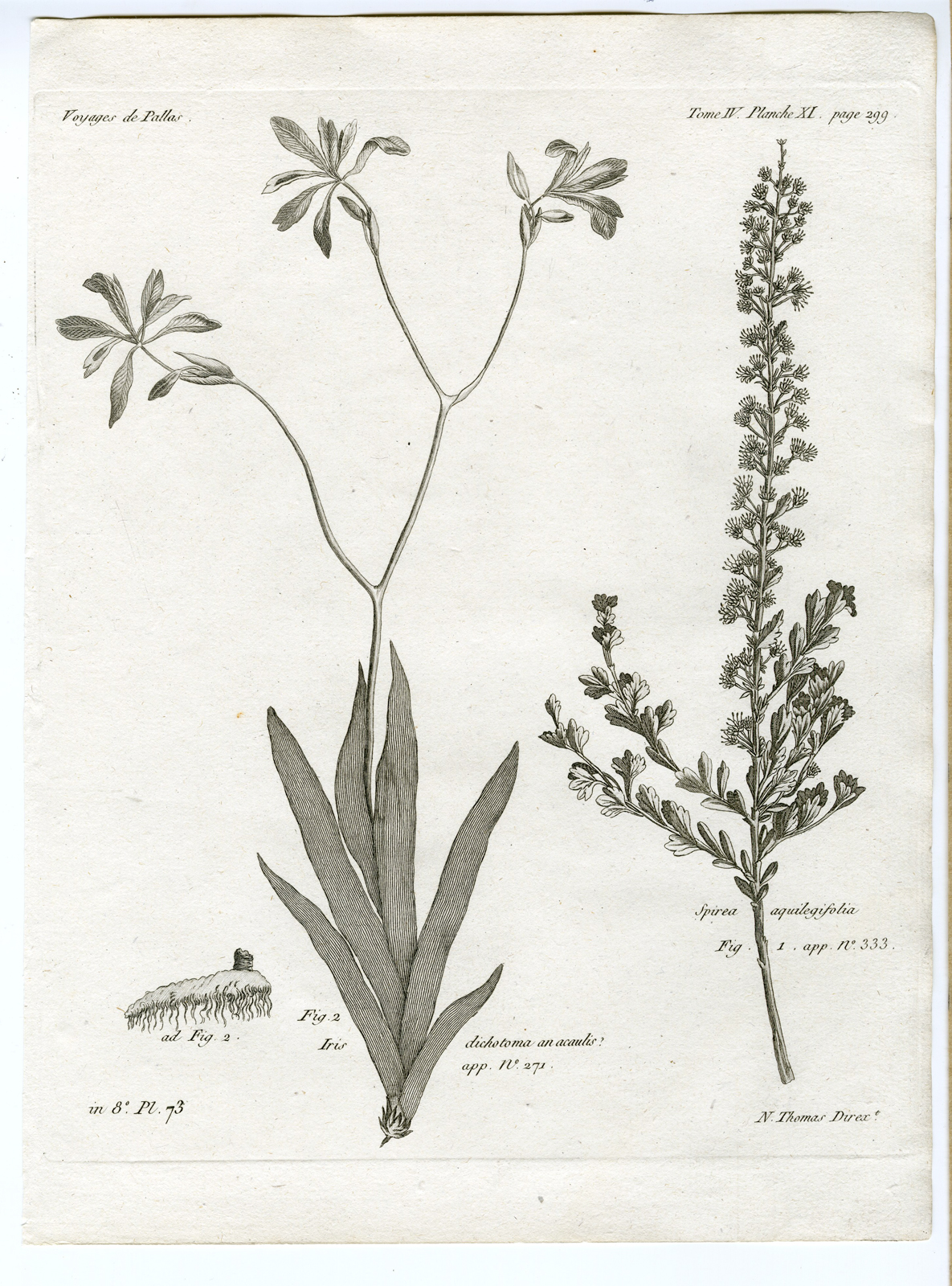 , Antique botanical prints from ‘Voyages … Professeur Pallas-RUSSIA-1794, Pictura Antique Prints