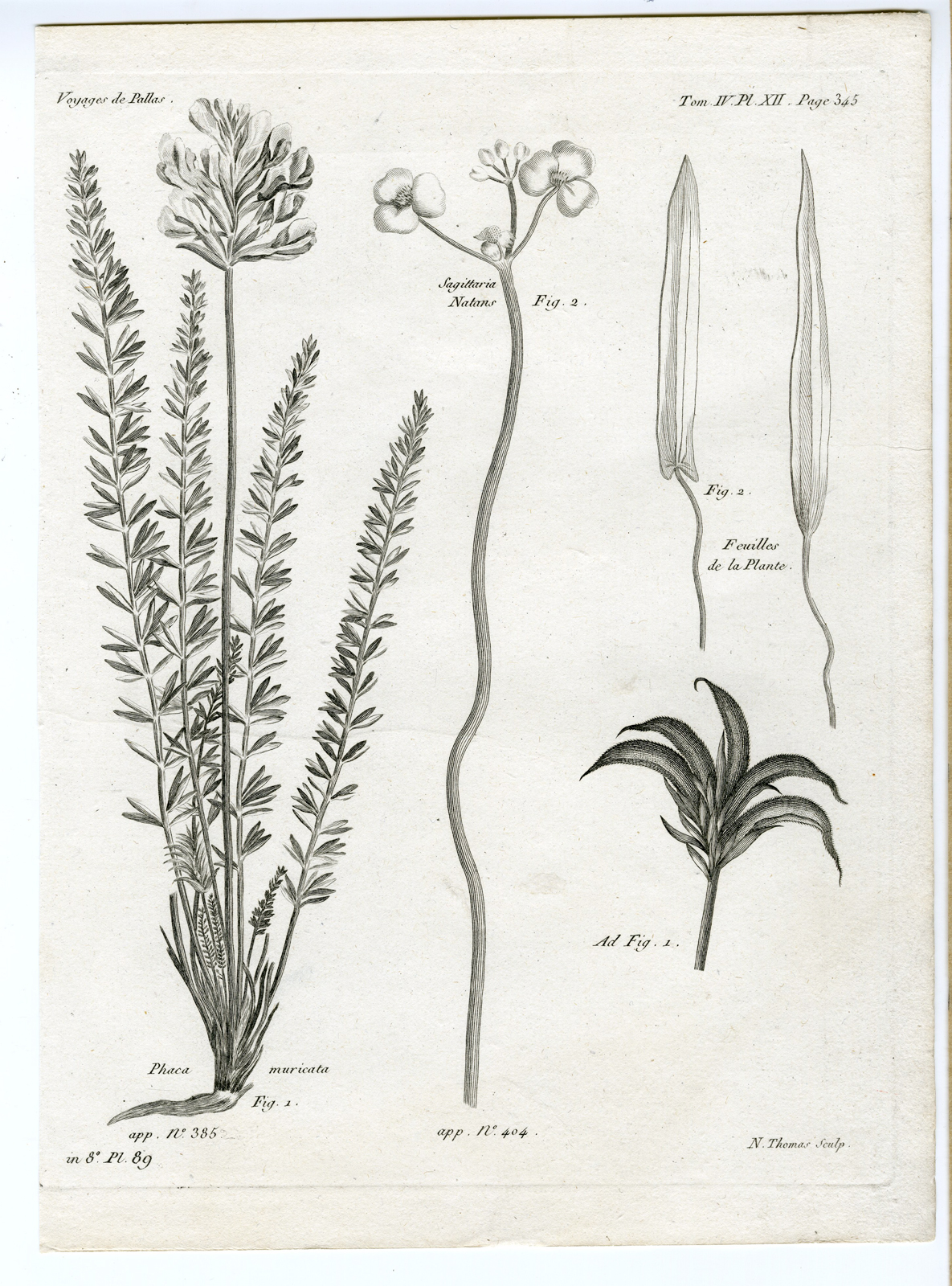 , Antique botanical prints from ‘Voyages … Professeur Pallas-RUSSIA-1794, Pictura Antique Prints