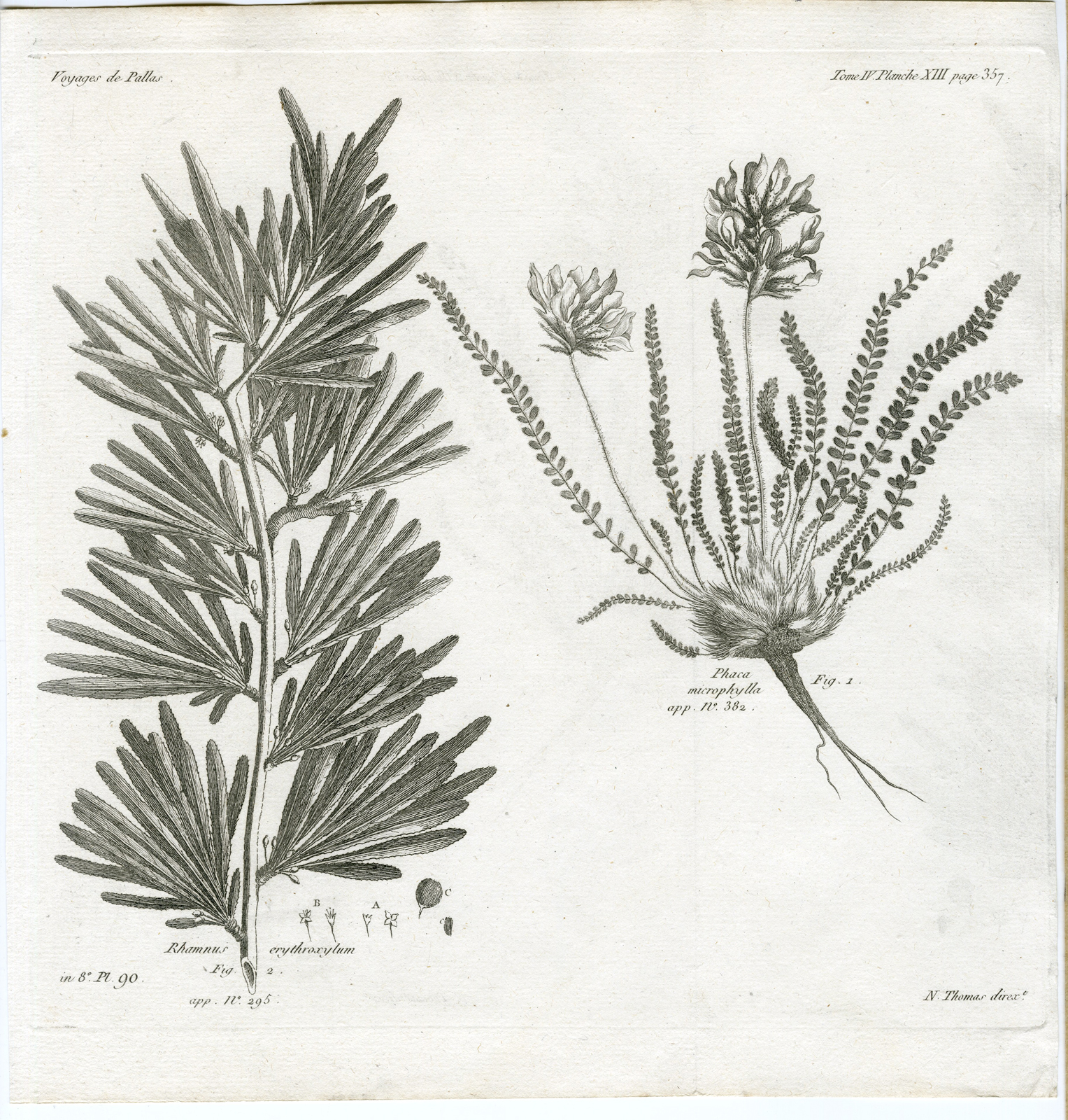, Antique botanical prints from ‘Voyages … Professeur Pallas-RUSSIA-1794, Pictura Antique Prints