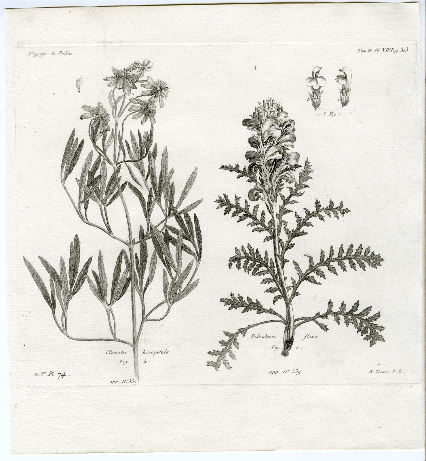 , Antique botanical prints from ‘Voyages … Professeur Pallas-RUSSIA-1794, Pictura Antique Prints