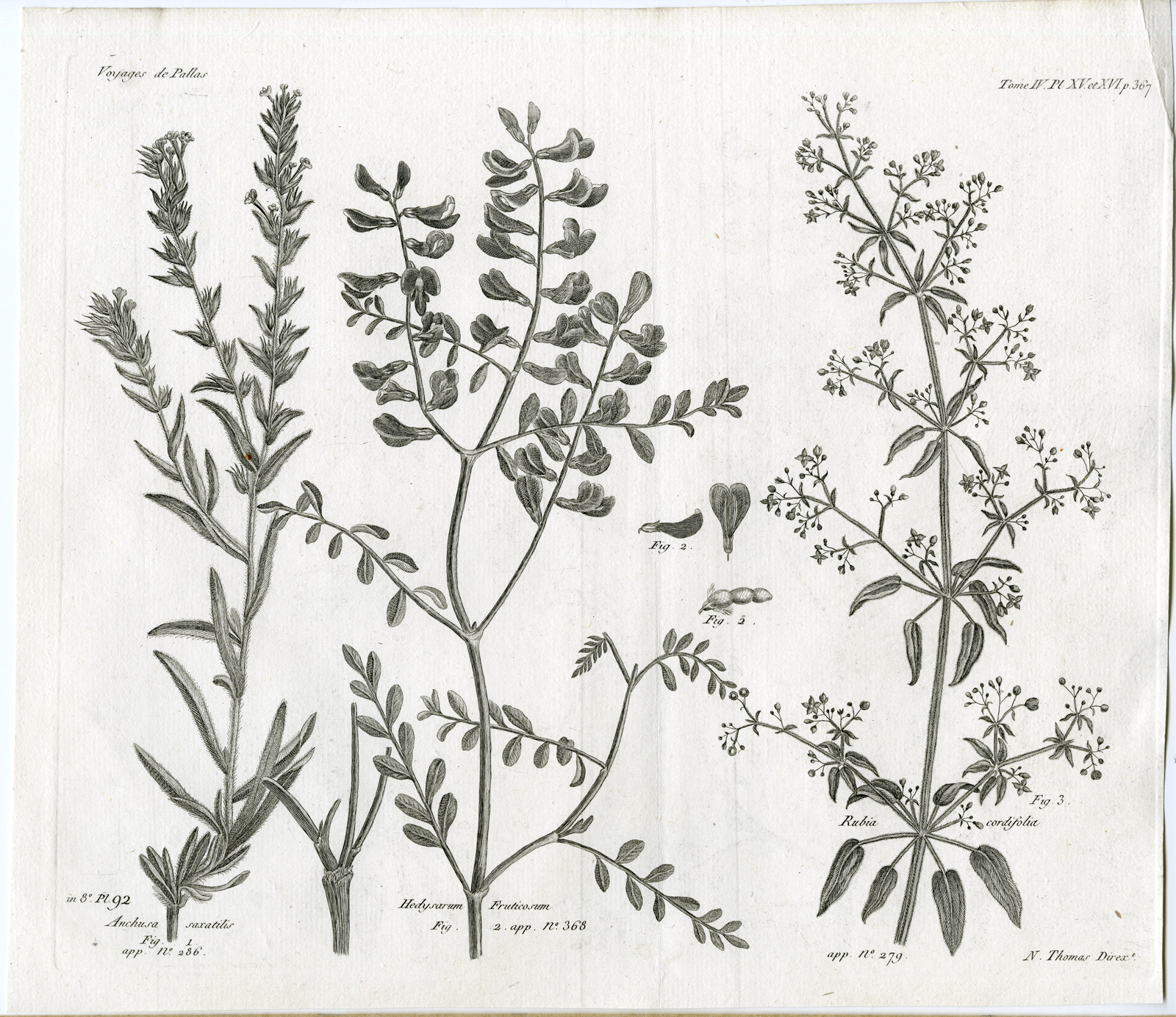 , Antique botanical prints from ‘Voyages … Professeur Pallas-RUSSIA-1794, Pictura Antique Prints