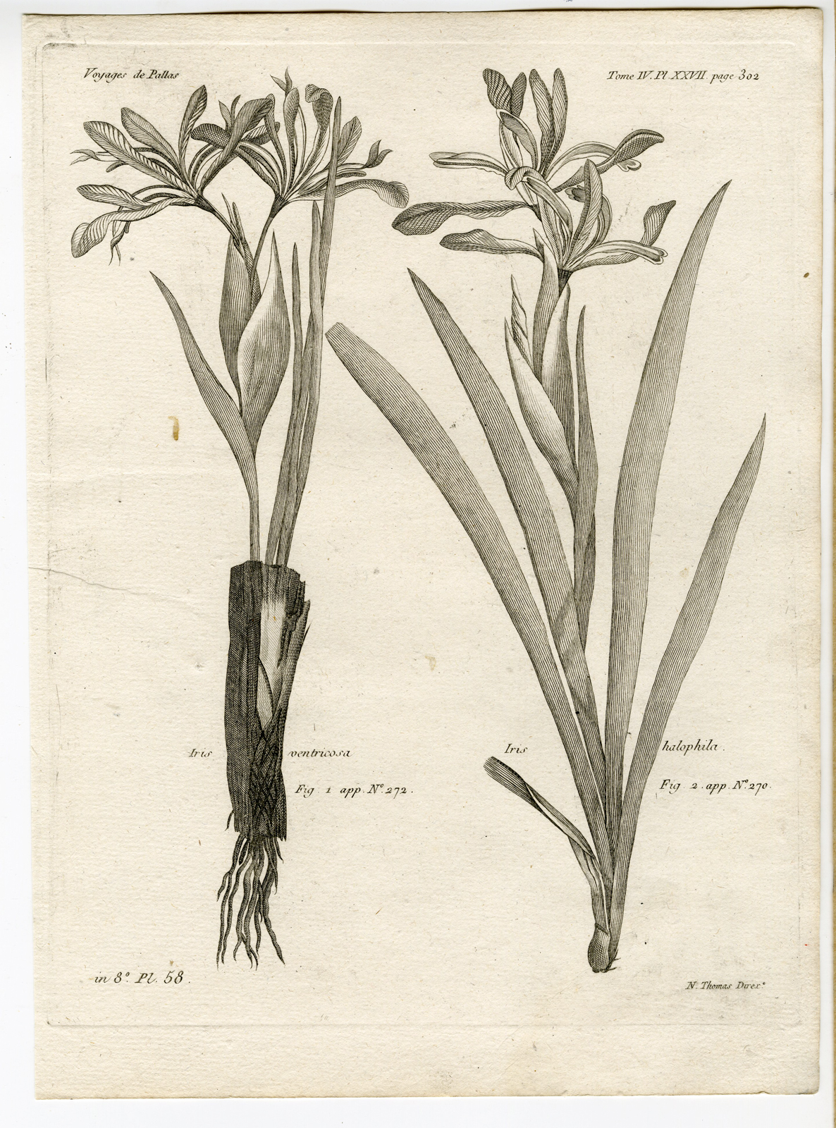 , Antique botanical prints from ‘Voyages … Professeur Pallas-RUSSIA-1794, Pictura Antique Prints