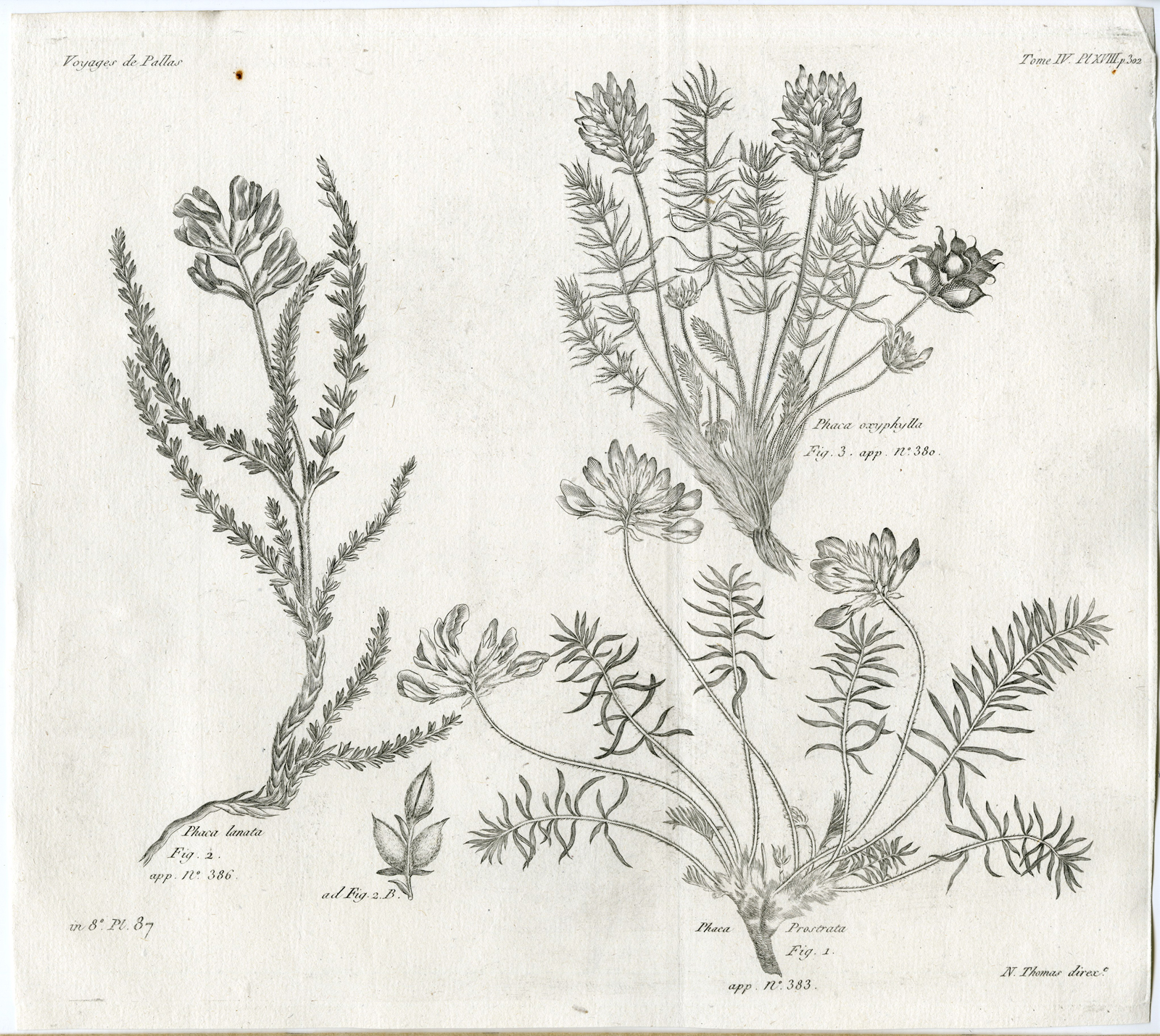 , Antique botanical prints from ‘Voyages … Professeur Pallas-RUSSIA-1794, Pictura Antique Prints