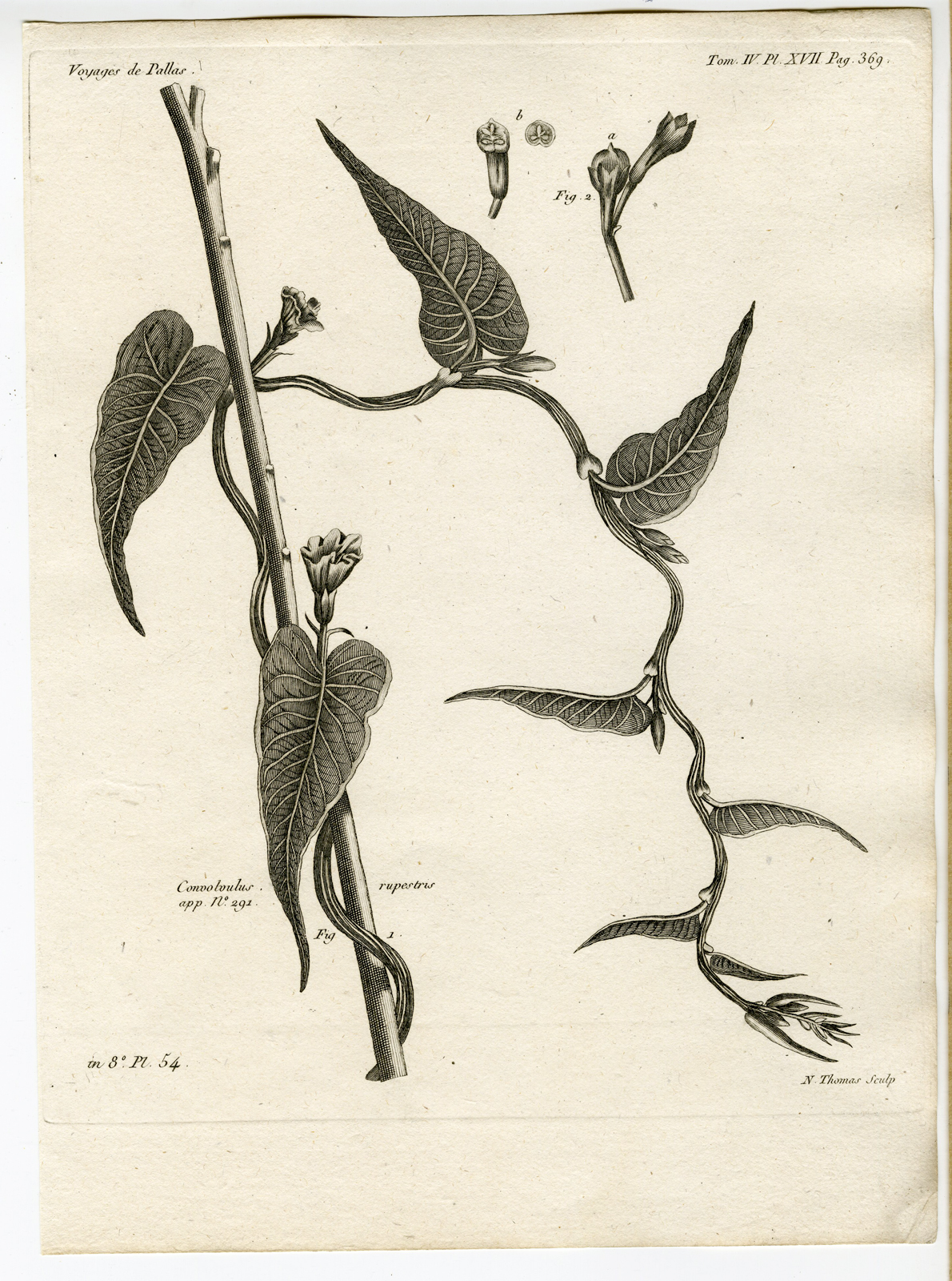 , Antique botanical prints from ‘Voyages … Professeur Pallas-RUSSIA-1794, Pictura Antique Prints