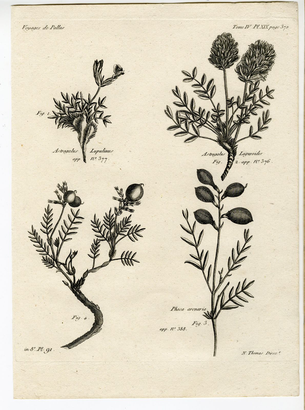 , Antique botanical prints from ‘Voyages … Professeur Pallas-RUSSIA-1794, Pictura Antique Prints