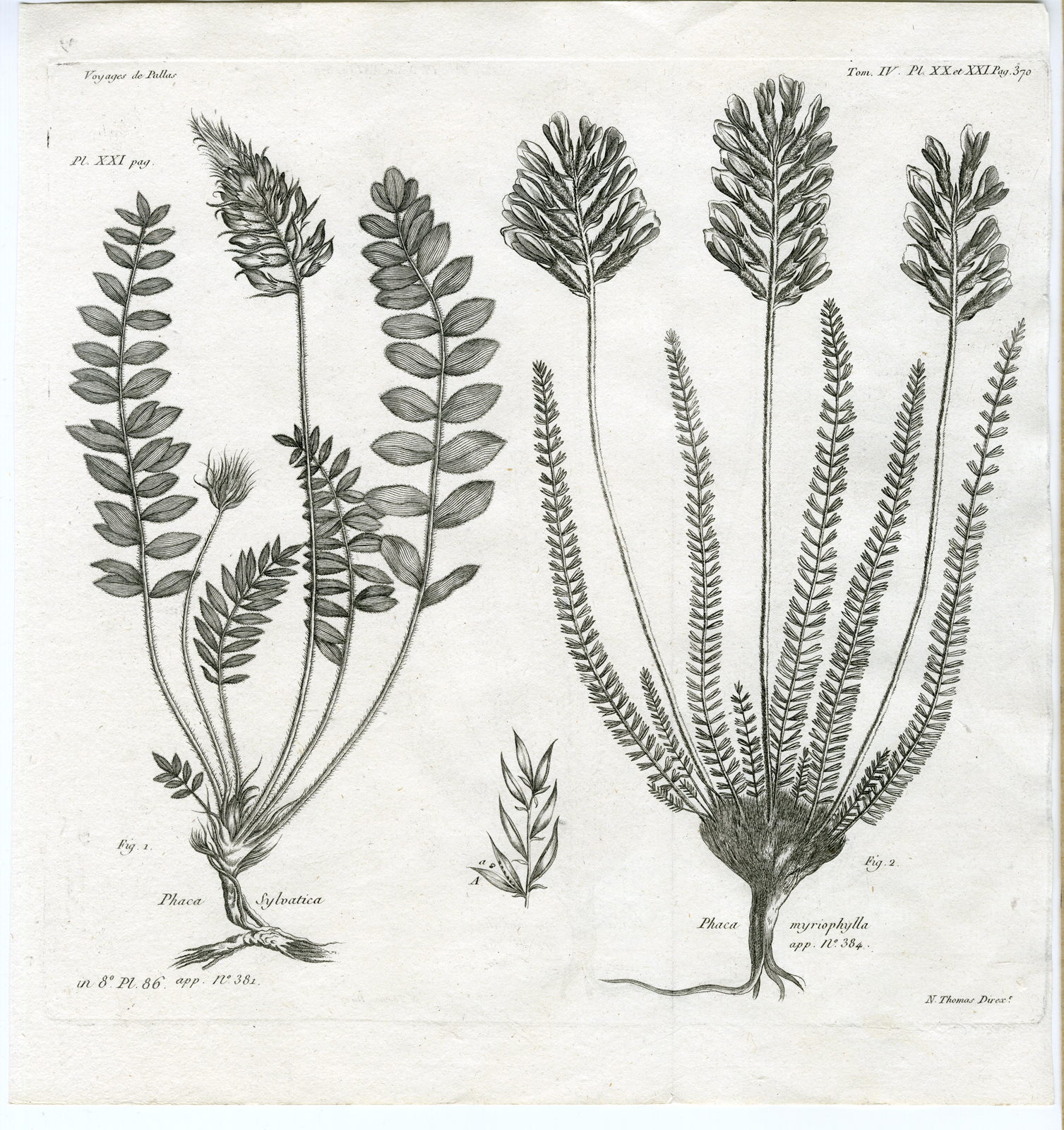 , Antique botanical prints from ‘Voyages … Professeur Pallas-RUSSIA-1794, Pictura Antique Prints