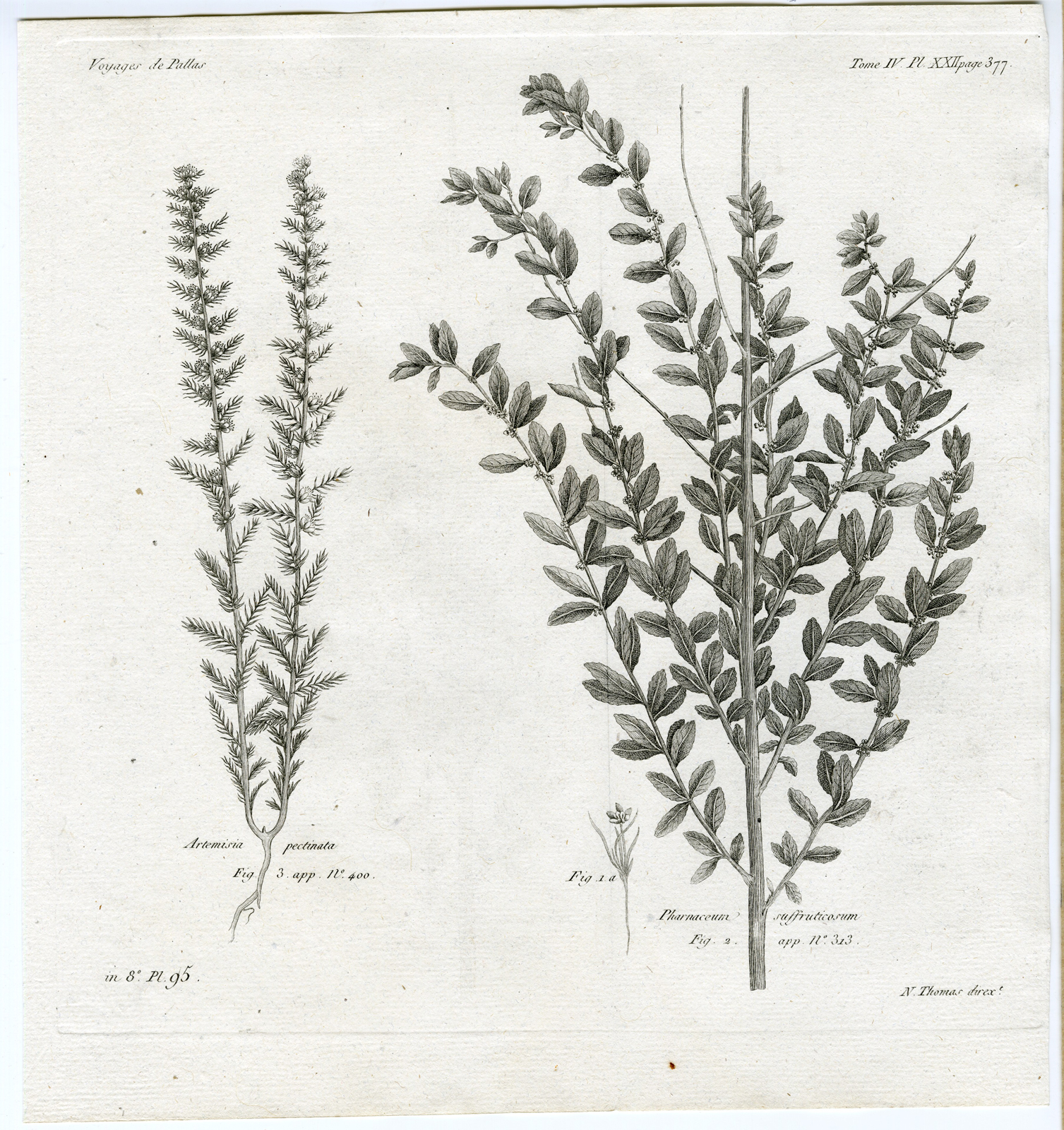 , Antique botanical prints from ‘Voyages … Professeur Pallas-RUSSIA-1794, Pictura Antique Prints