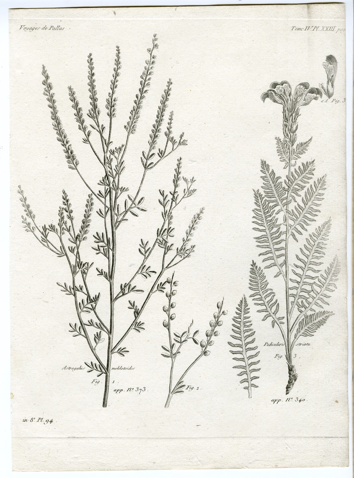 , Antique botanical prints from ‘Voyages … Professeur Pallas-RUSSIA-1794, Pictura Antique Prints