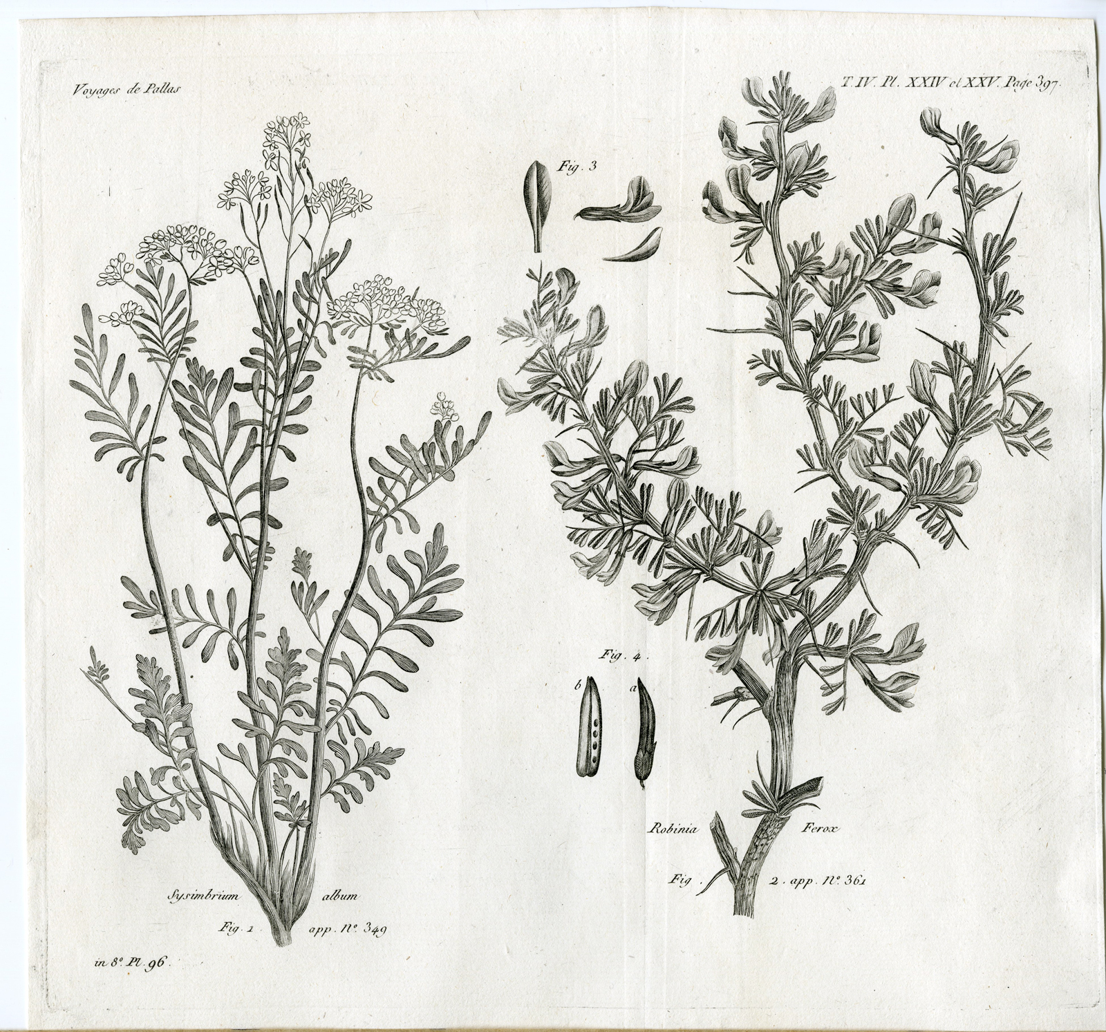 , Antique botanical prints from ‘Voyages … Professeur Pallas-RUSSIA-1794, Pictura Antique Prints