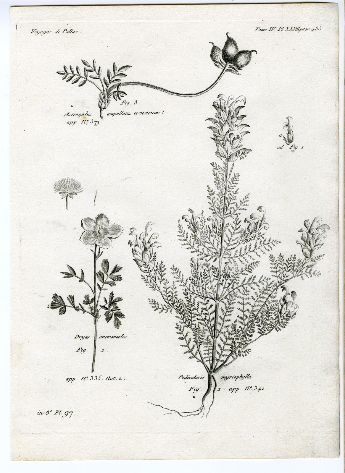 , Antique botanical prints from ‘Voyages … Professeur Pallas-RUSSIA-1794, Pictura Antique Prints