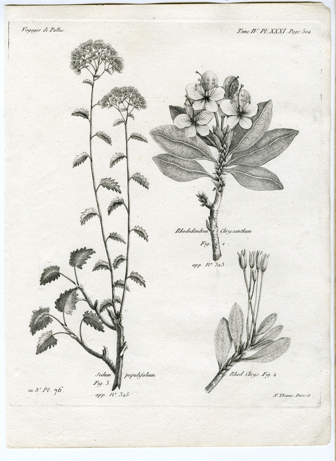 , Antique botanical prints from ‘Voyages … Professeur Pallas-RUSSIA-1794, Pictura Antique Prints