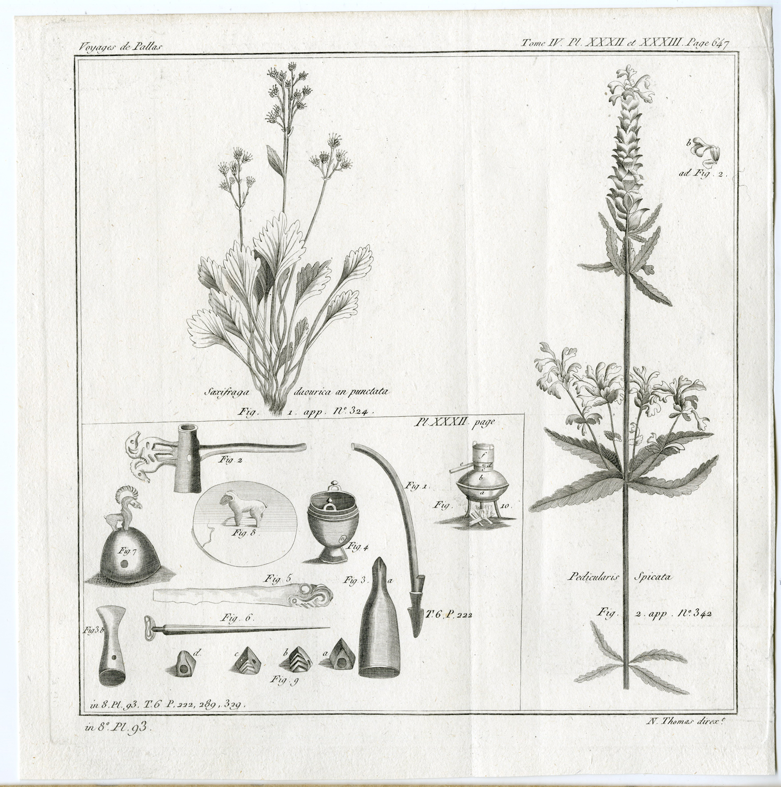 , Antique botanical prints from ‘Voyages … Professeur Pallas-RUSSIA-1794, Pictura Antique Prints